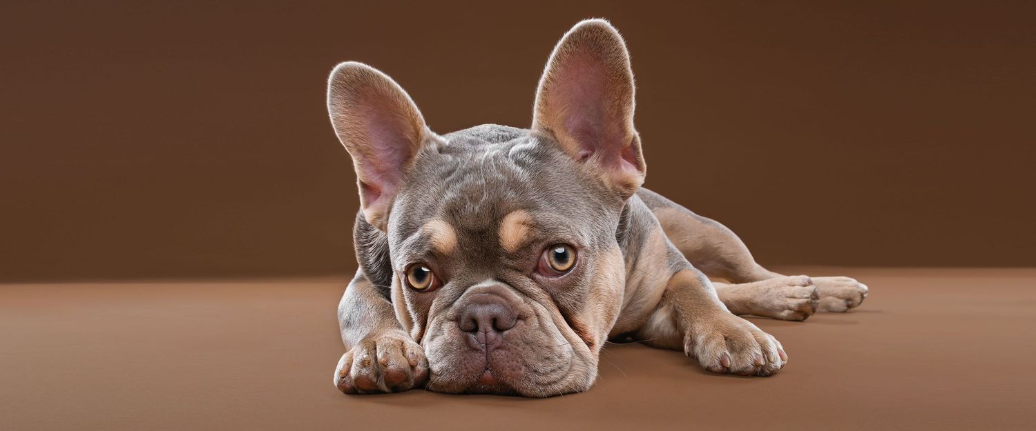 A gray and white French Bulldog lying down with a relaxed expression against a warm brown background.