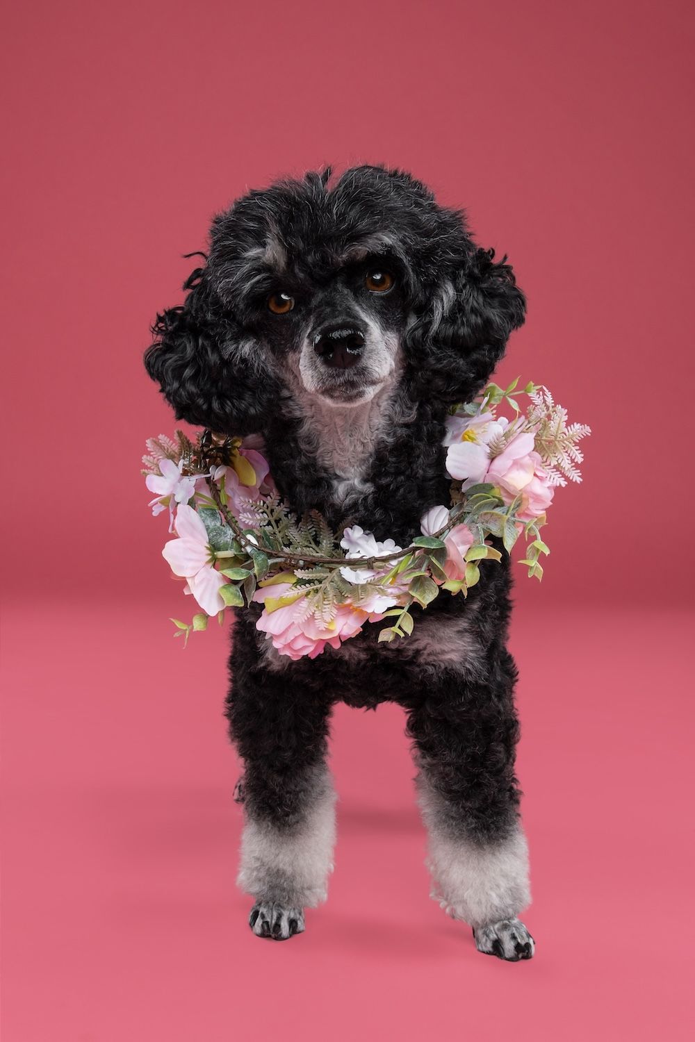 Black poodle wearing a pink floral wreath collar posed against a pink background.