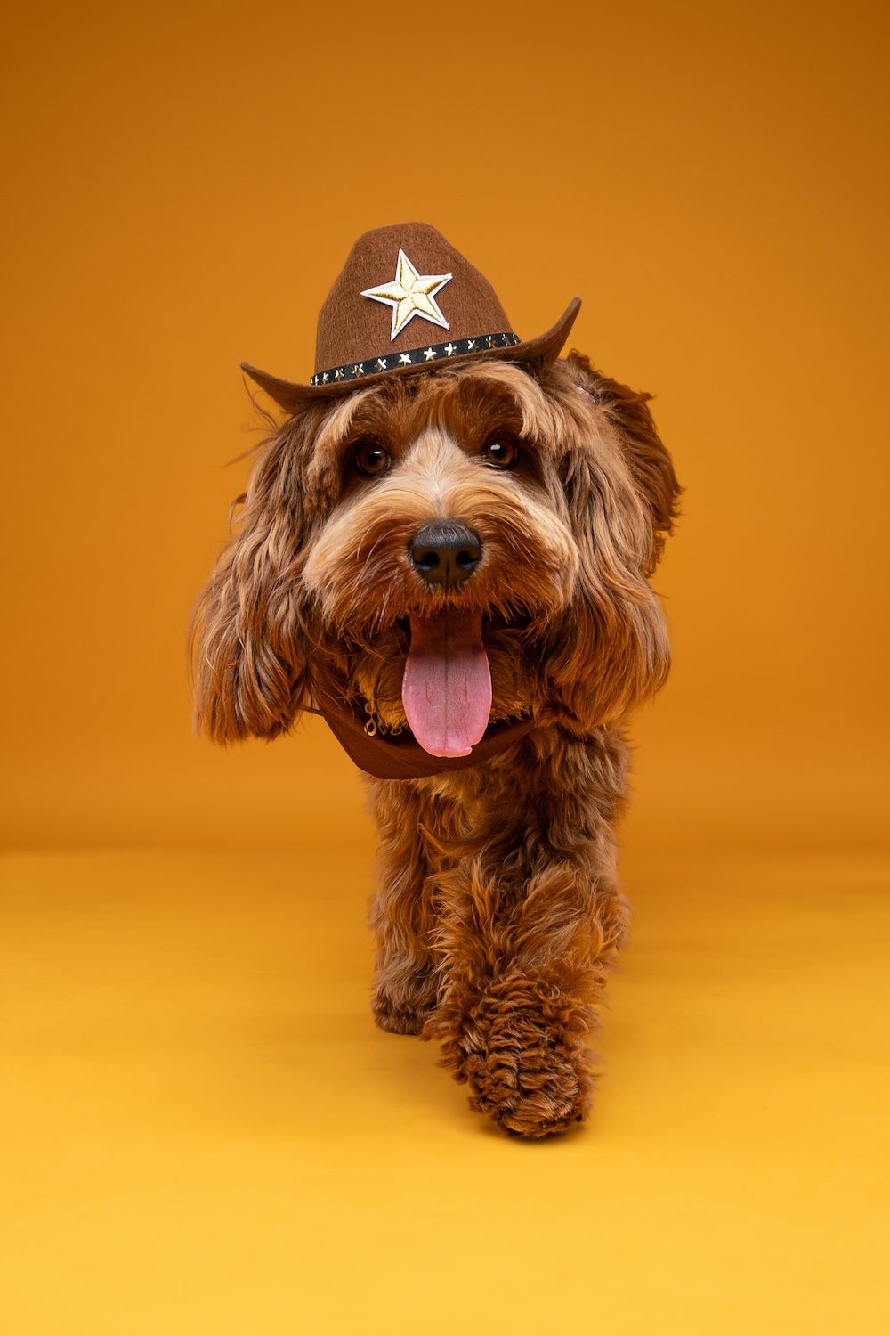 Adorable fluffy brown Cockapoo dog wearing a miniature sheriff cowboy hat with a star badge on a yellow background.