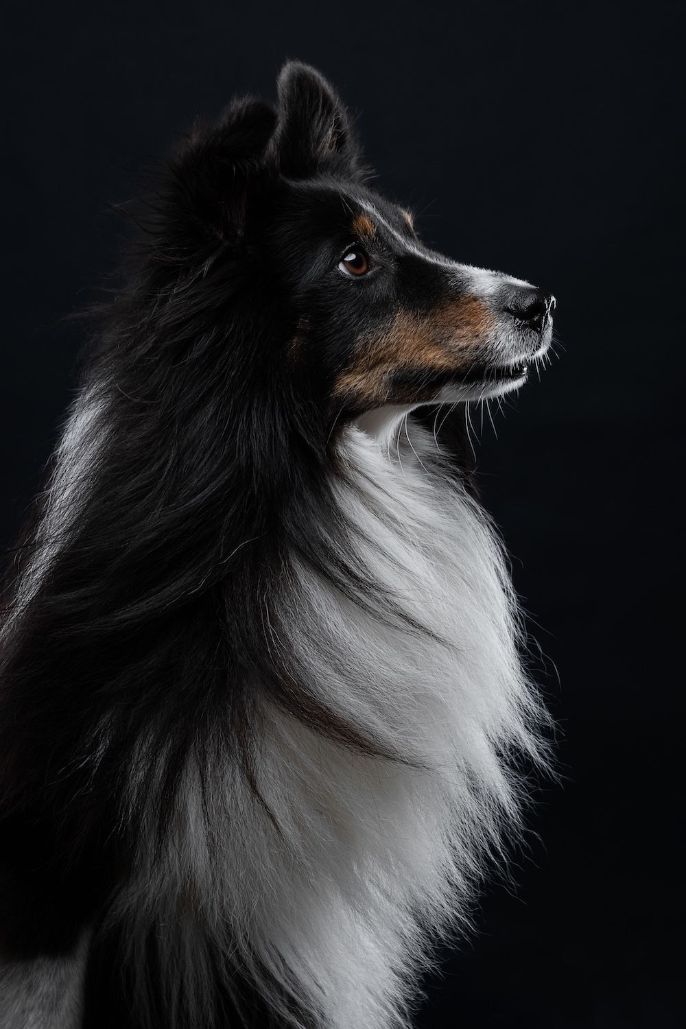 A majestic tricolor Shetland Sheepdog poses in a dramatic studio portrait against a dark black background.