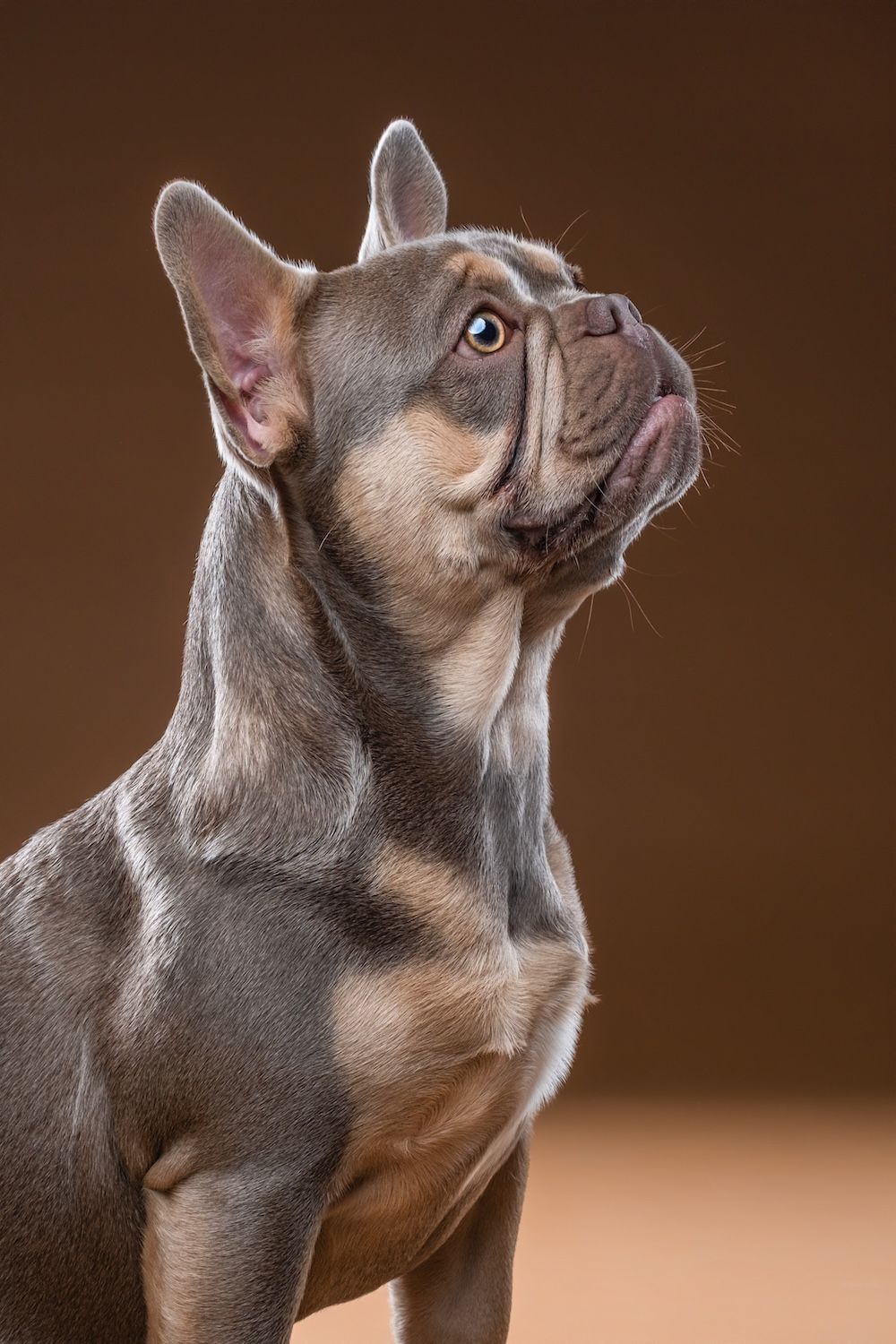 A French Bulldog puppy with gray and tan coat gazes upward against a warm brown studio background.
