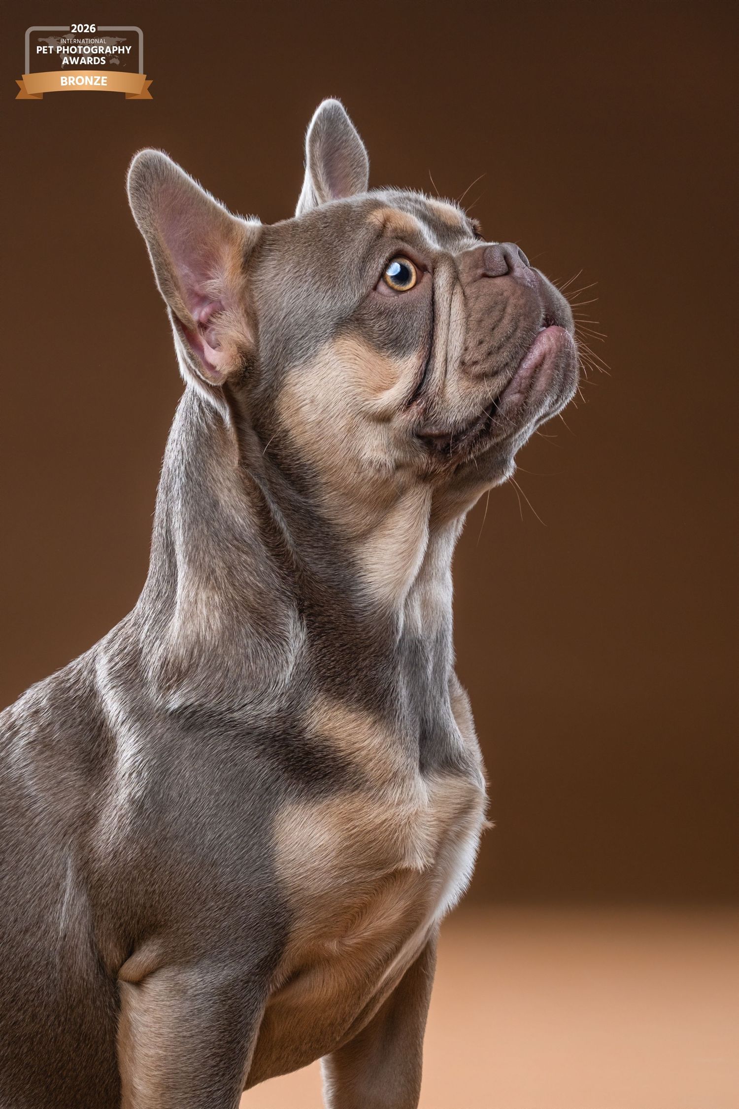 Franse Bulldog in een professionele studiosessie met warme bruine achtergrond, vastgelegd door Storm Hondenfotografie in Hoorn.