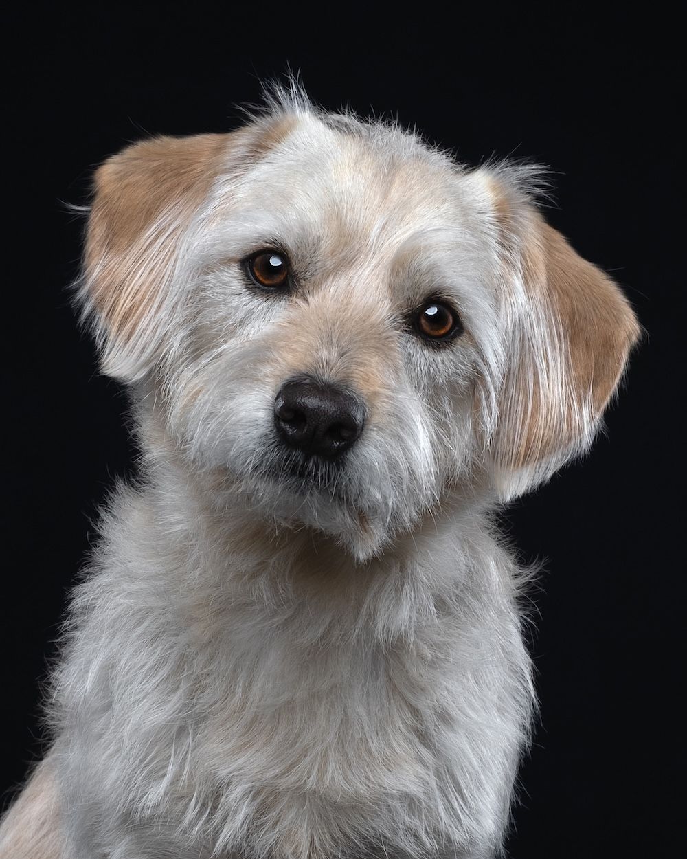 A fluffy white and tan terrier mix dog poses for a portrait against a black background.