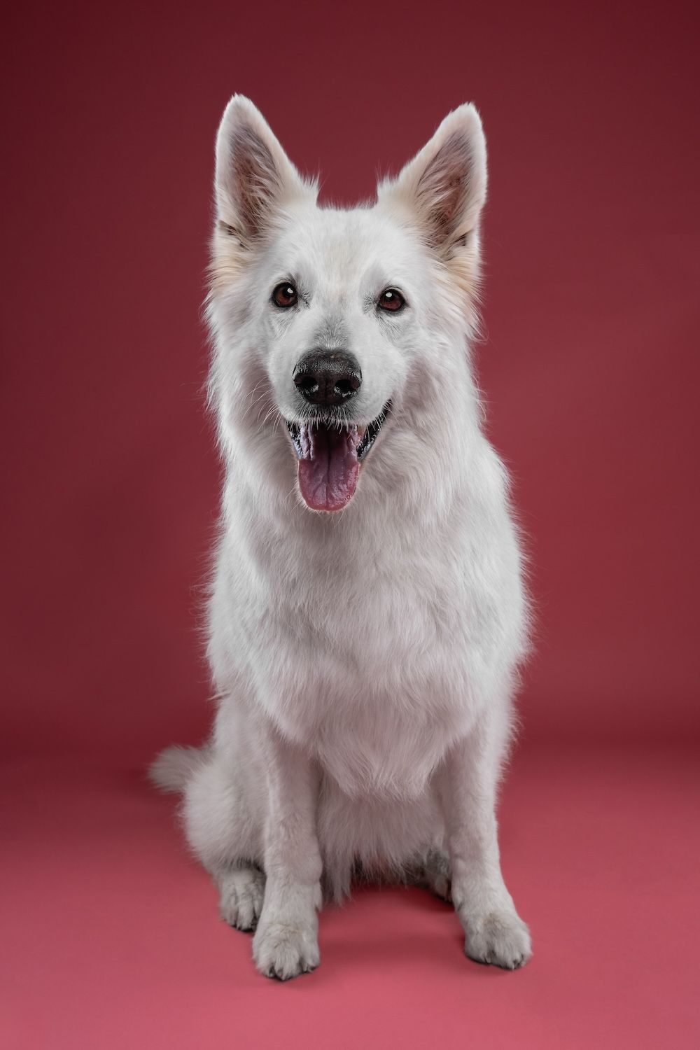 White Swiss Shepherd dog sitting against a pink background with mouth open and tongue out.