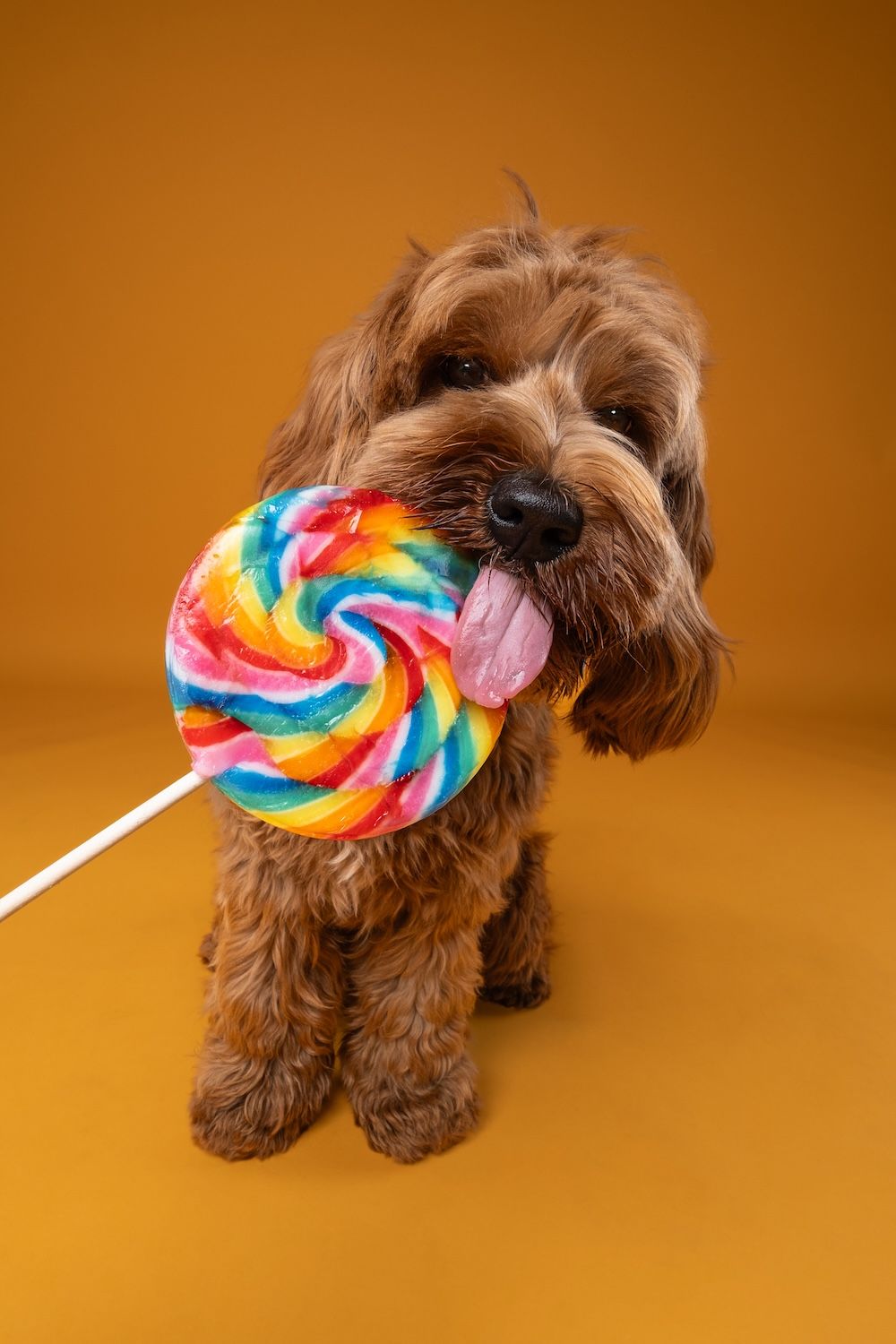 Fluffy brown Cavapoo dog licking a large colorful rainbow swirl lollipop on an orange background.