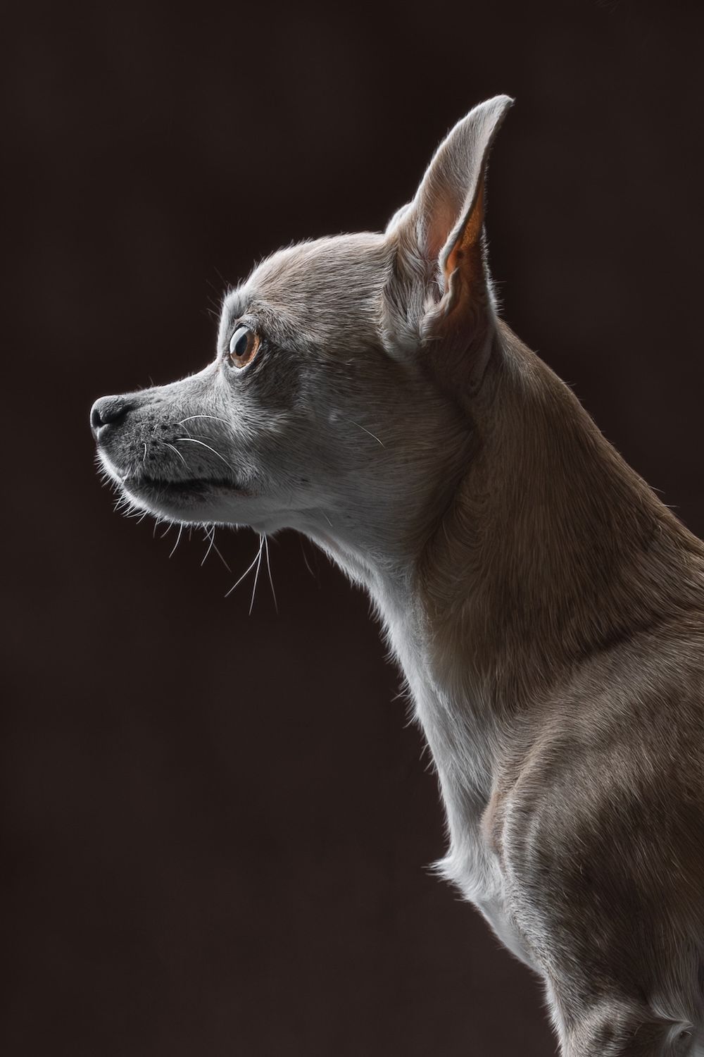 A silver-gray Chihuahua dog photographed in dramatic side profile against a dark background in studio lighting.