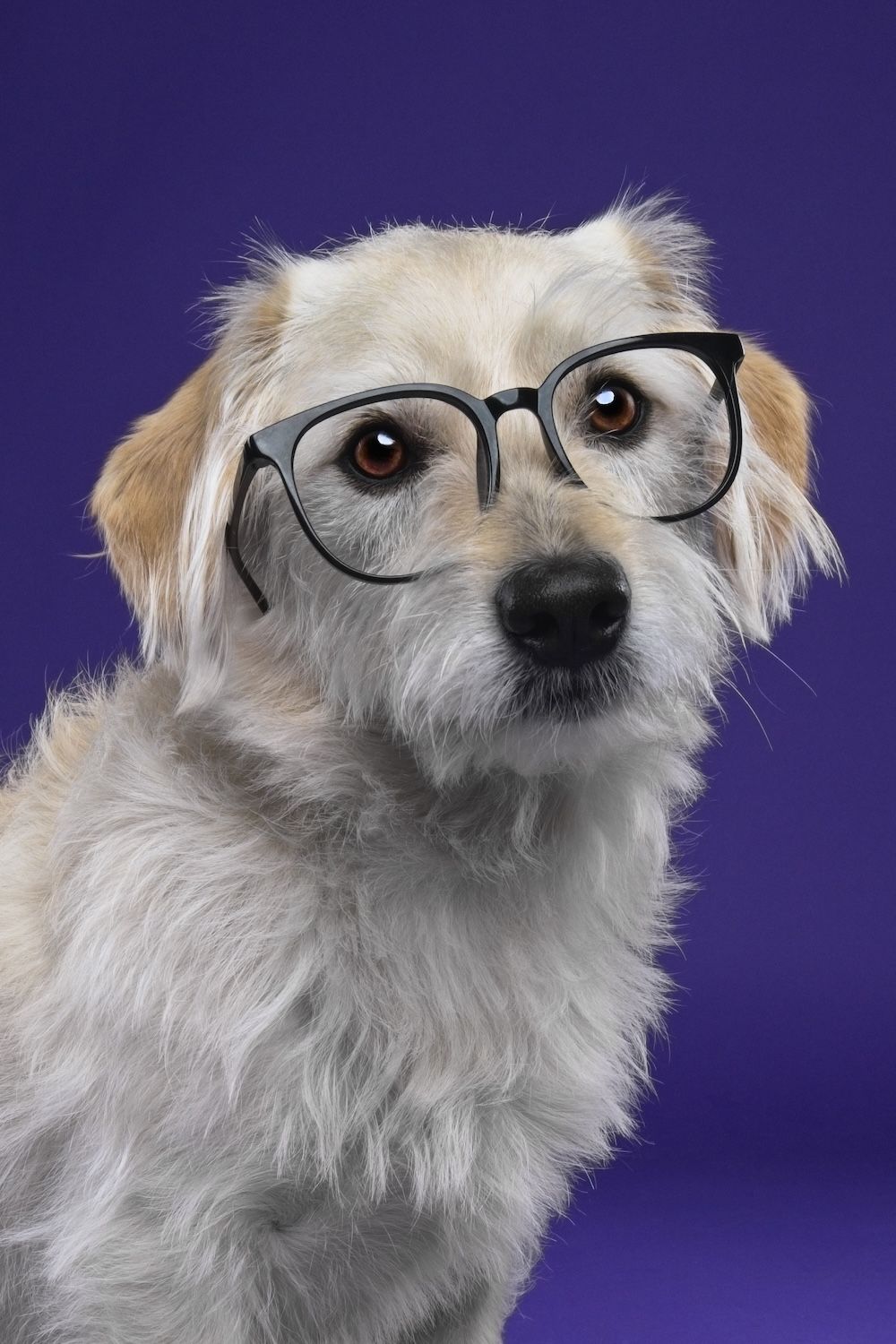 A cute white fluffy dog wearing oversized black-rimmed glasses poses against a purple background.