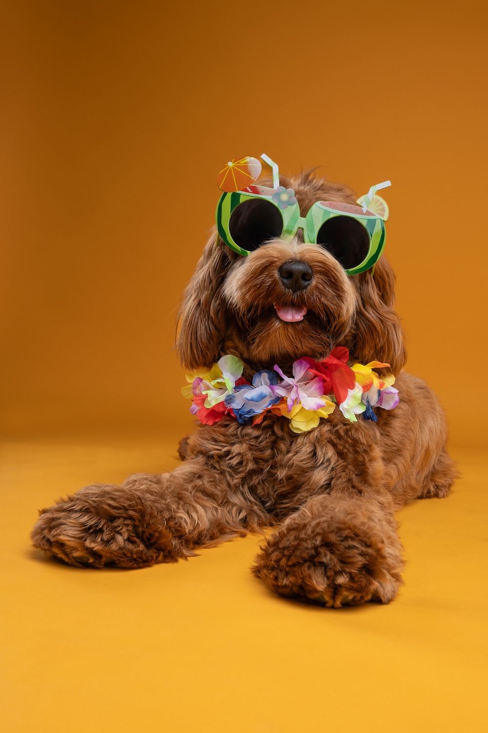 Fluffy brown dog wearing tropical sunglasses and colorful Hawaiian lei, posing on orange background.