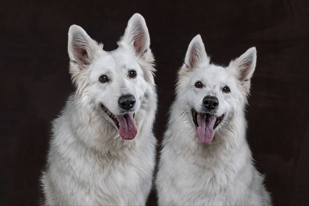 Two white Swiss Shepherd dogs sitting side by side with tongues out against a dark brown background.