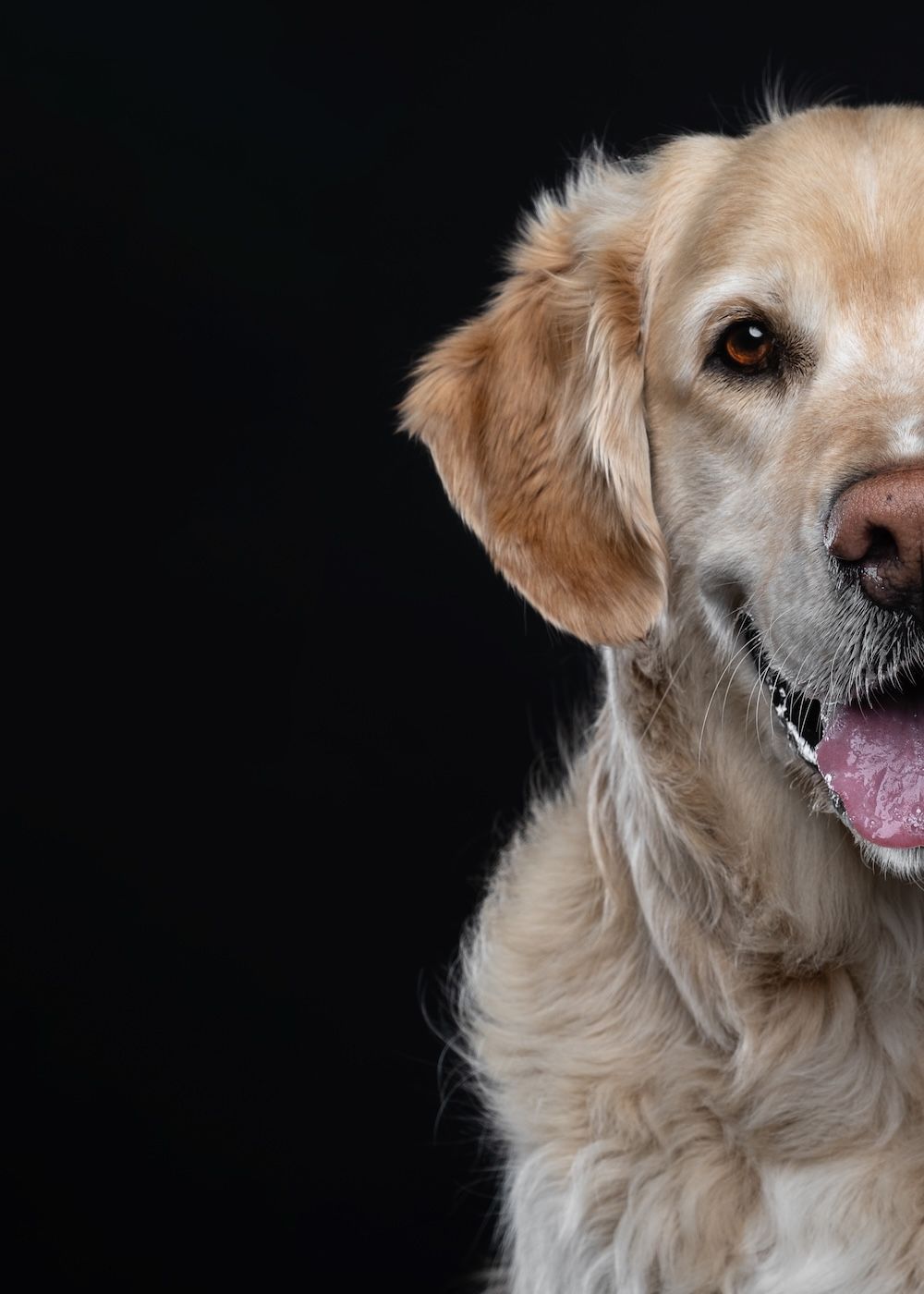 A happy Golden Retriever with tongue out poses against a black background in a professional studio portrait.