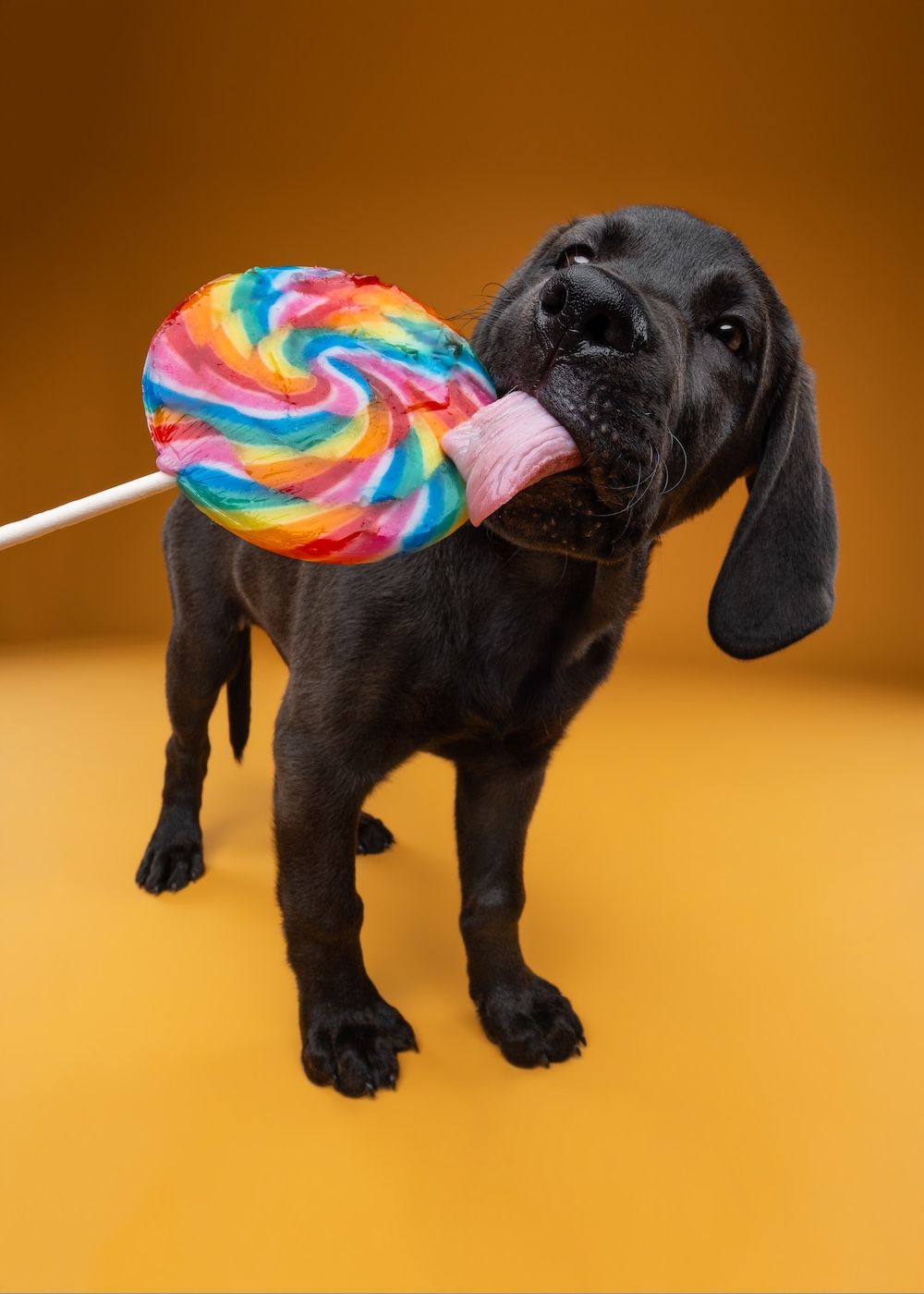Black puppy licking a colorful rainbow swirl lollipop against a bright yellow background.