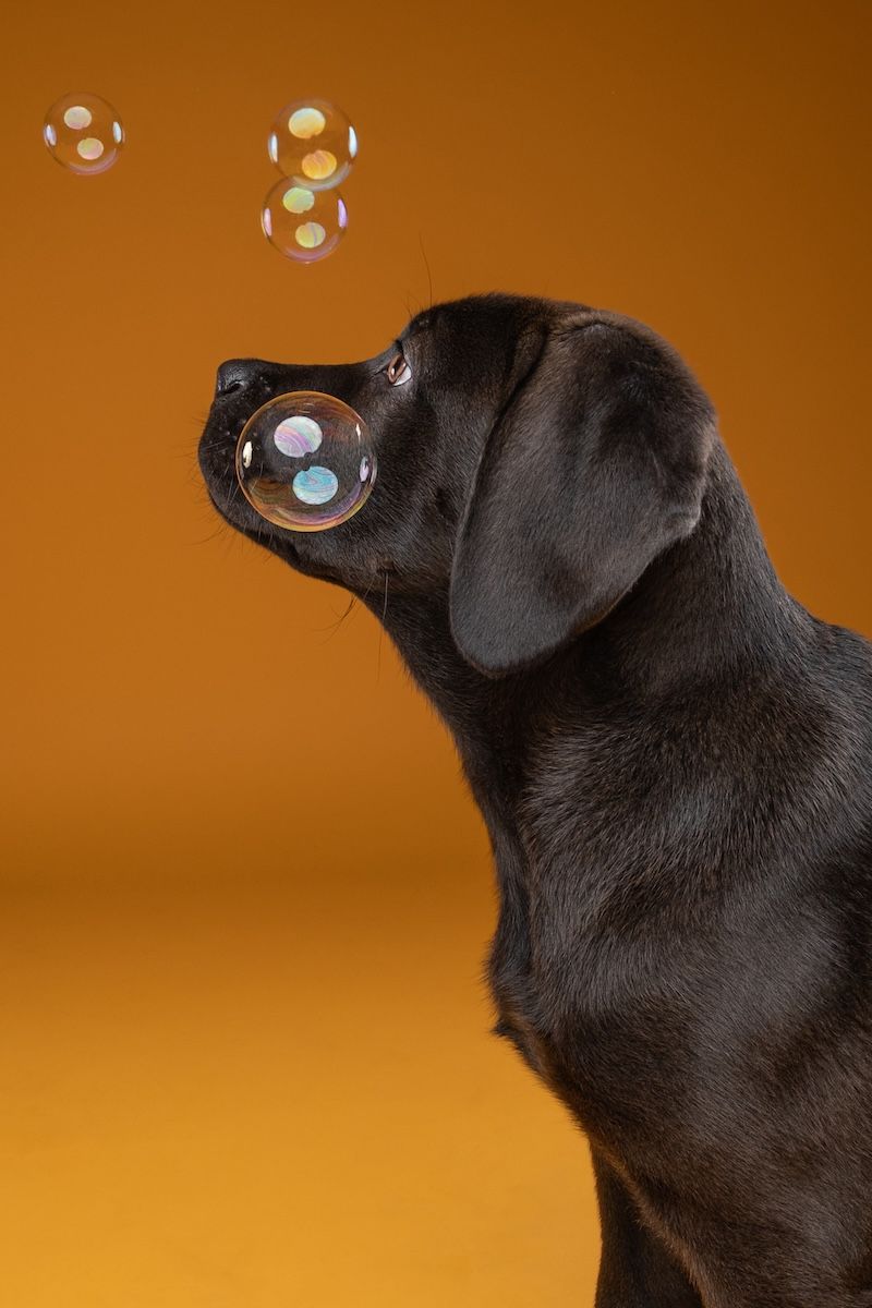 Curious black Labrador puppy looks up at floating soap bubbles against an orange background.