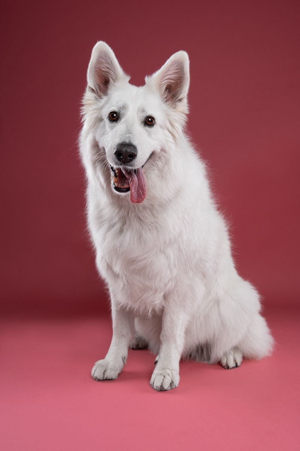 White Swiss Shepherd dog sitting against a pink background with mouth open and tongue out.