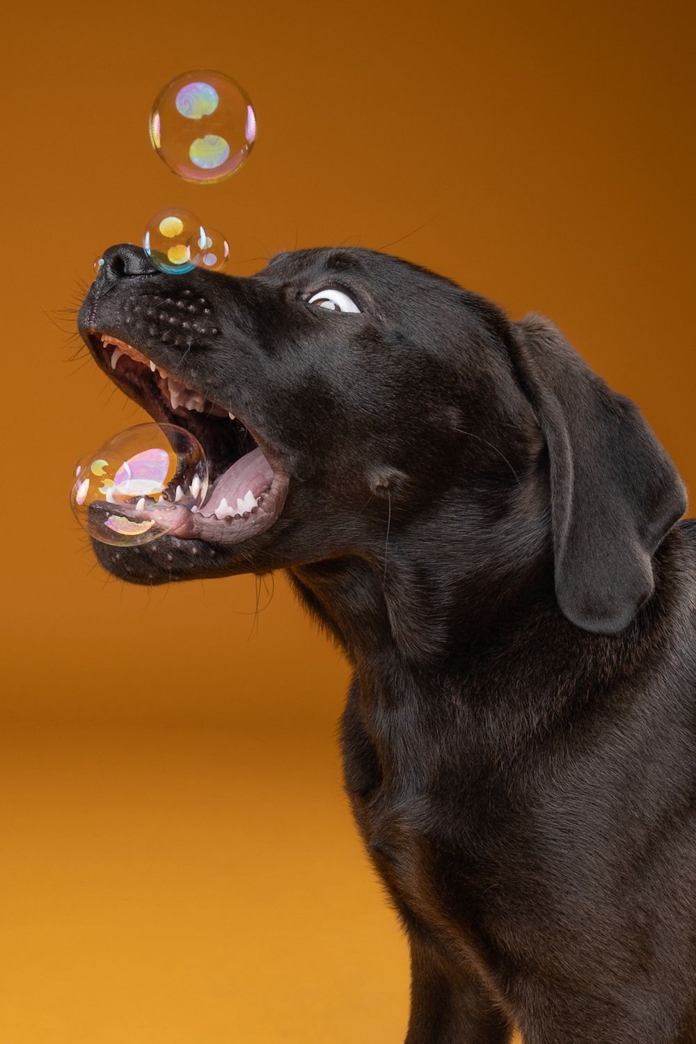Black Labrador retriever catching colorful soap bubbles with open mouth against orange background.