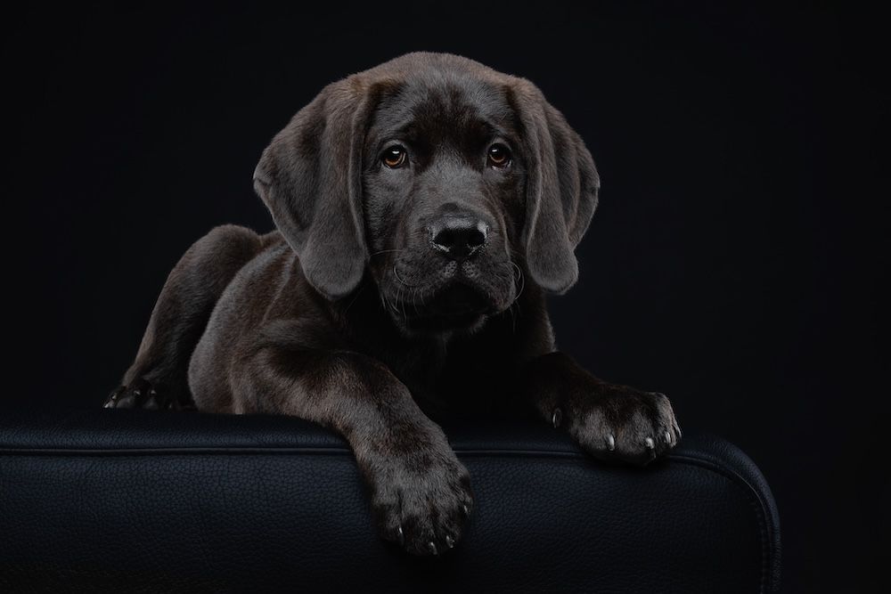A dark chocolate Labrador puppy rests its paws on a black surface against a dark background.