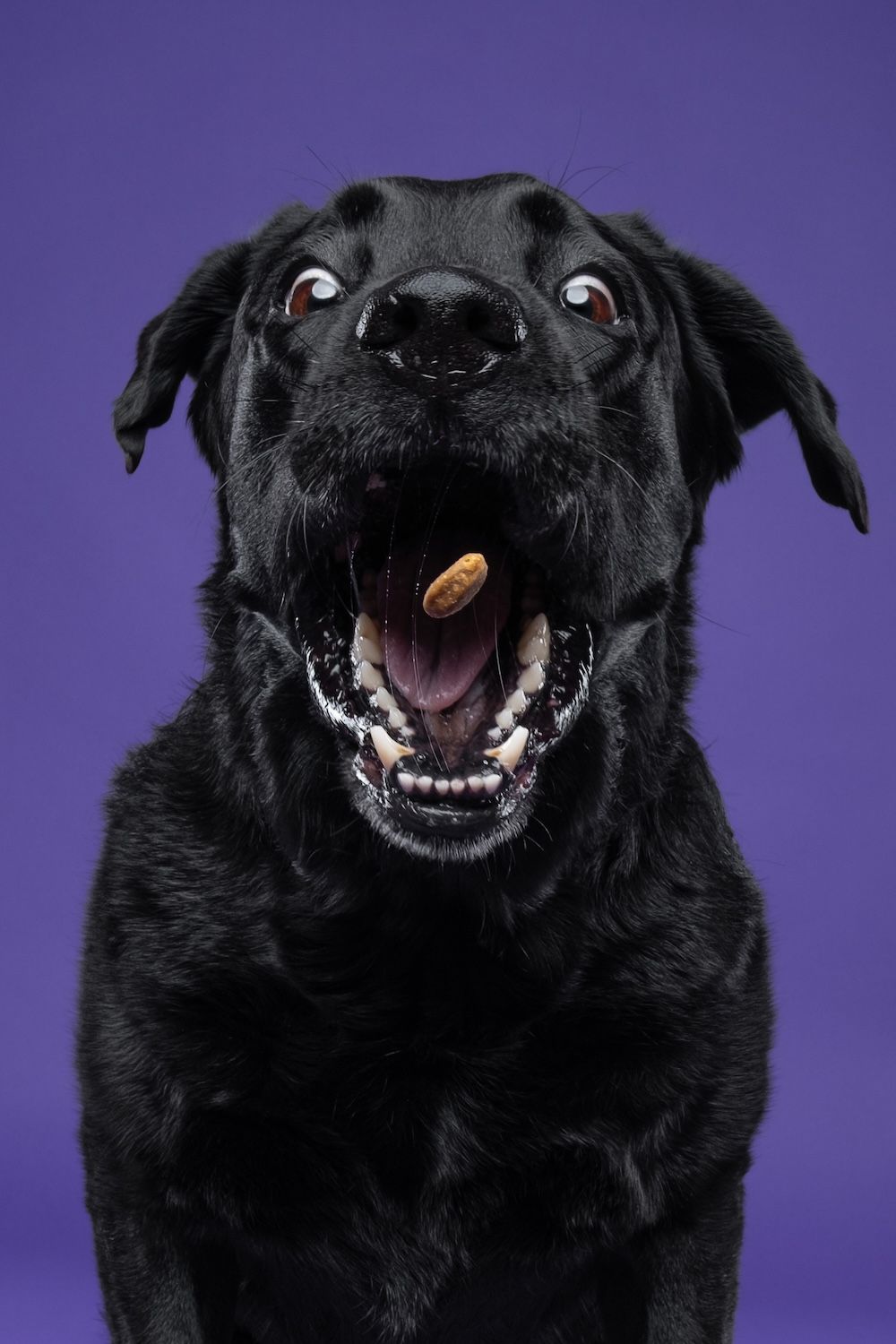 Black Labrador retriever catching a treat mid-air with wide open mouth against purple background.