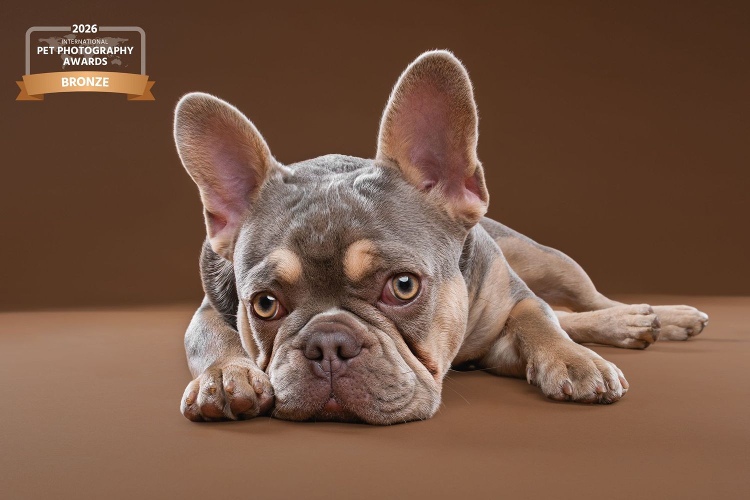 Franse Bulldog liggend op een bruine achtergrond tijdens een professionele hondenfotoshoot in de studio van Storm Hondenfotografie.