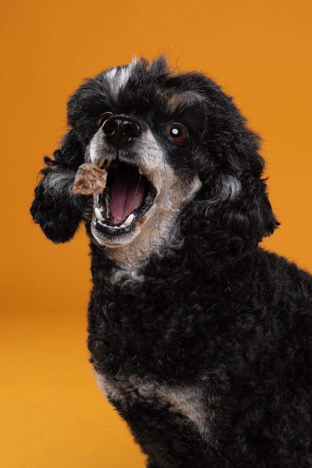 Black curly-haired dog catching a treat mid-air with mouth open wide against a bright orange background.