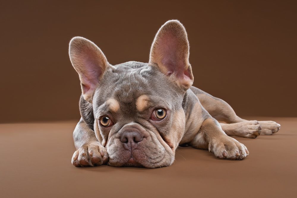 A gray French Bulldog lies on a brown surface, gazing forward with large ears and a wrinkled face.