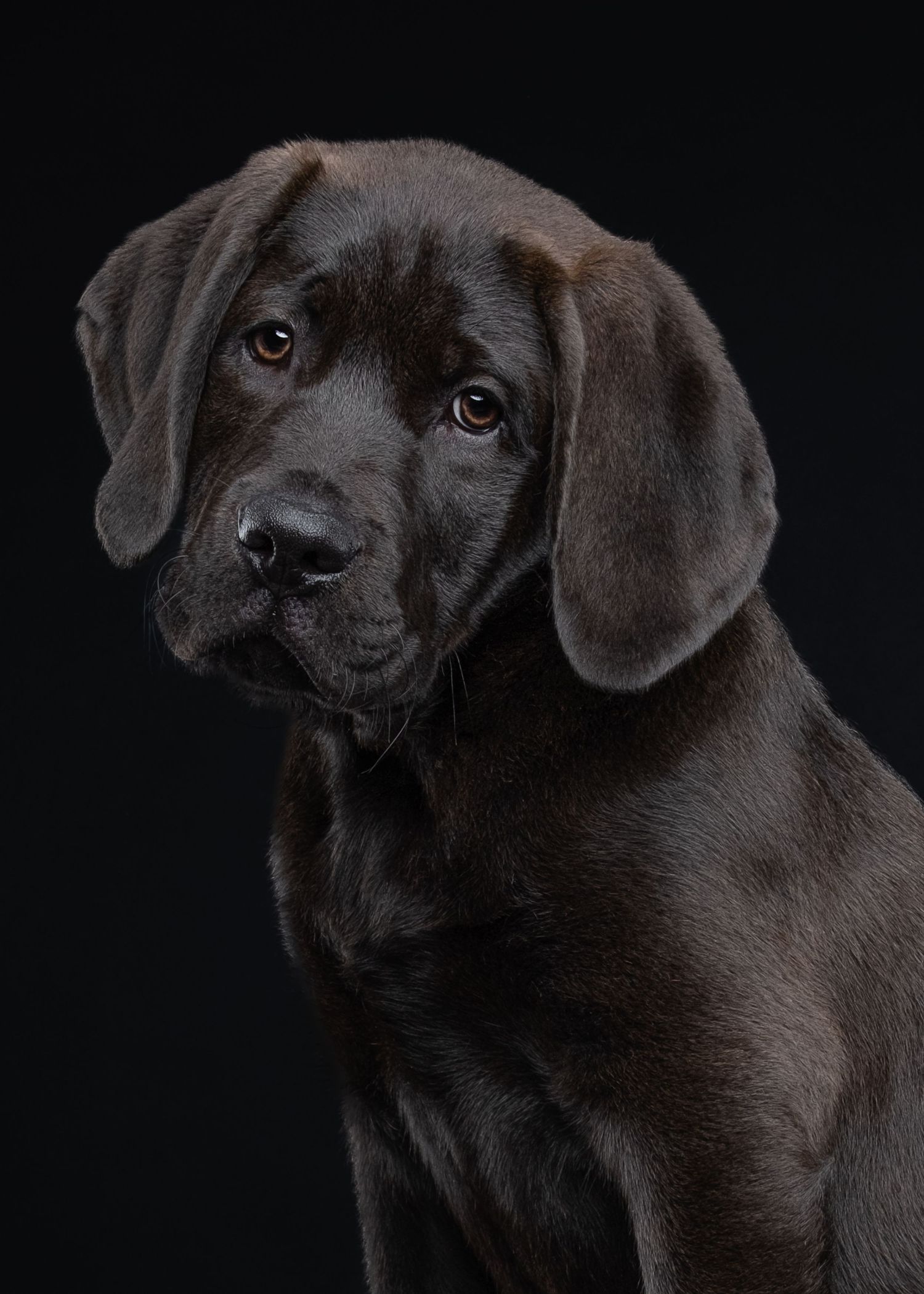 Adorable chocolate Labrador puppy with soulful brown eyes posed against a dark studio background.