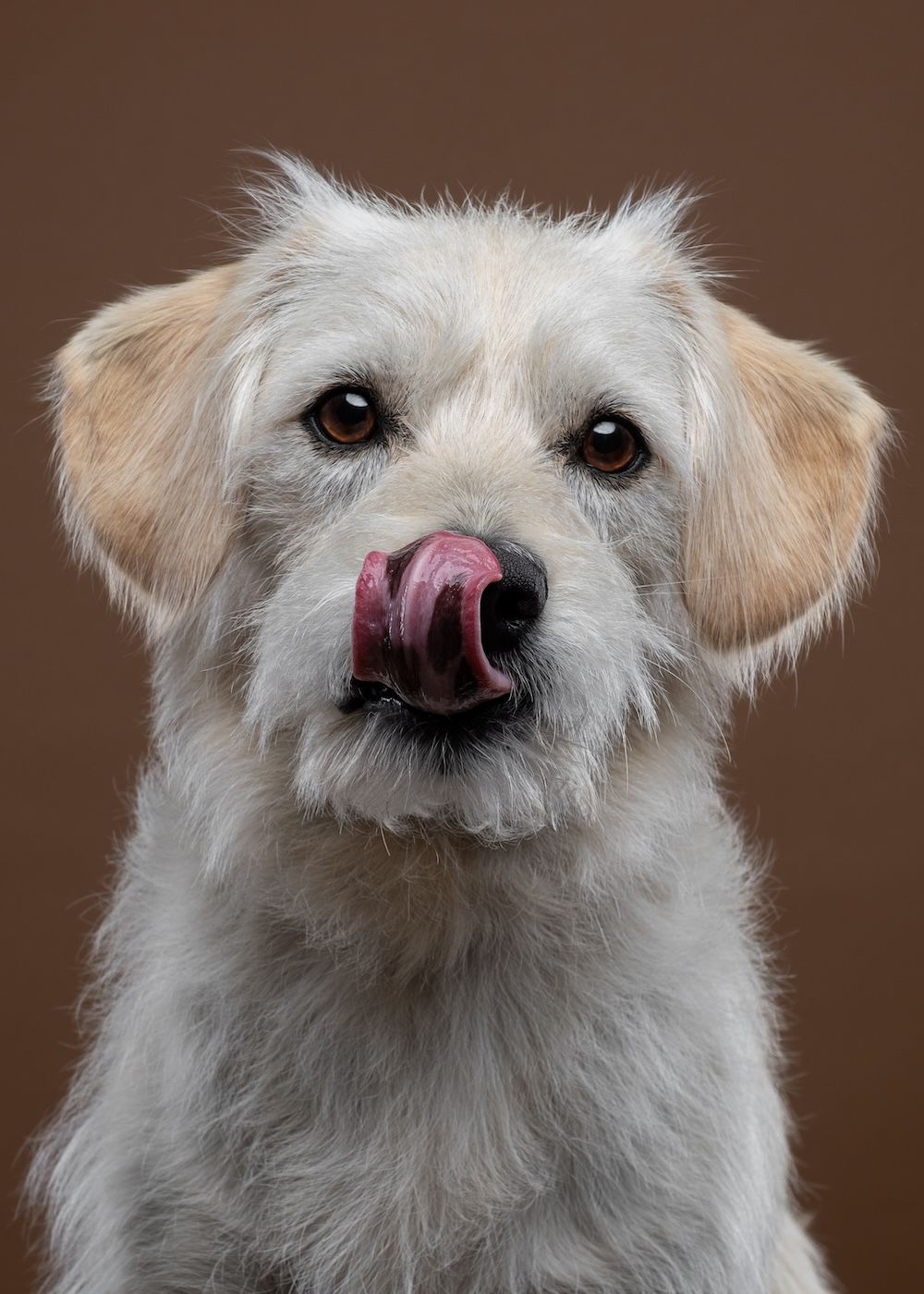 White fluffy dog licking its nose with a pink tongue against a brown background.