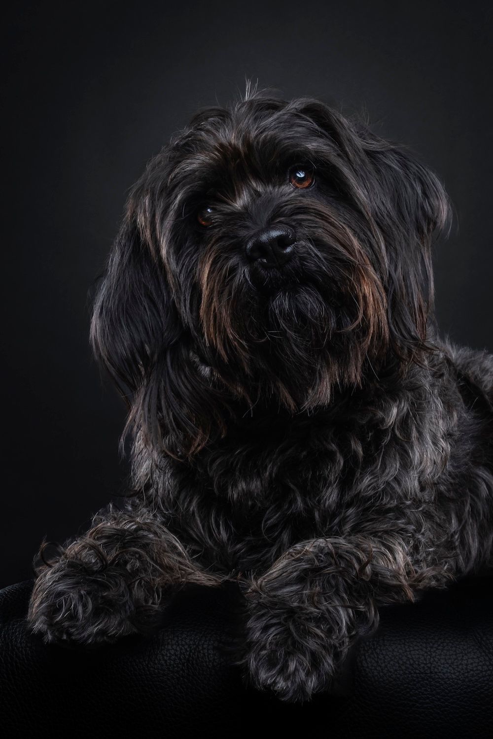 A fluffy black dog with amber eyes poses elegantly on a dark leather surface against a black background.