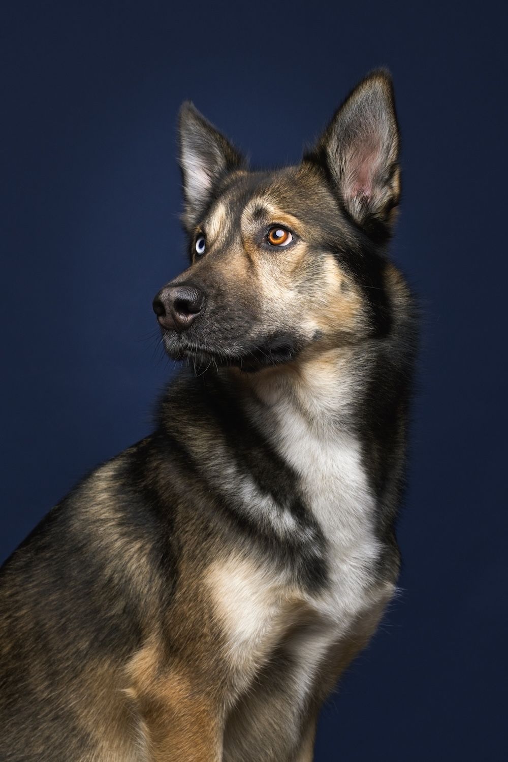 Alert German Shepherd mix dog portrait against dark blue studio background, showing tan and black coat with attentive amber eyes.