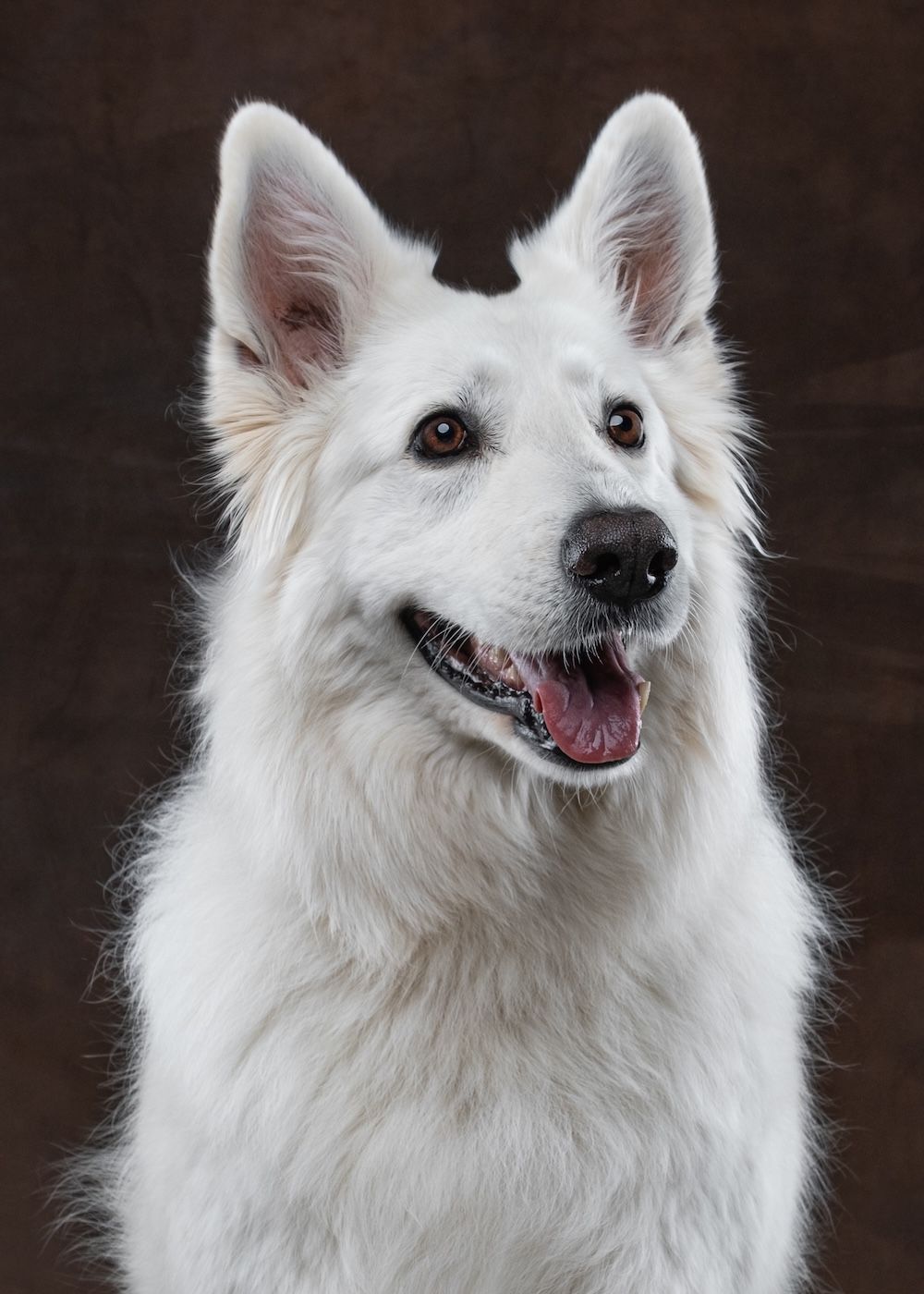 White German Shepherd dog with fluffy coat, alert ears, and happy expression against dark brown background.