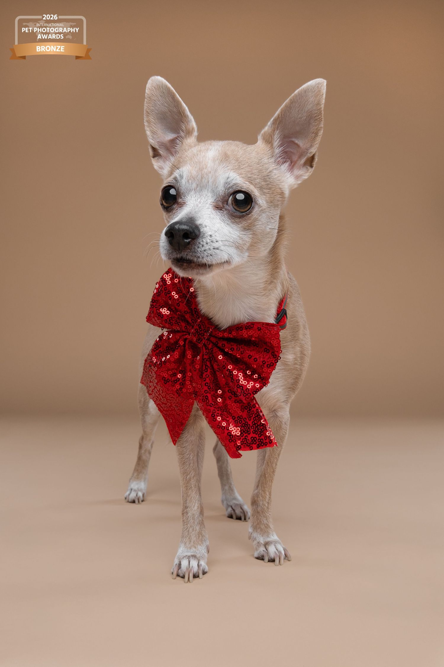 Kleine Chihuahua met rode bandana staand op een beige achtergrond tijdens een professionele studiosessie bij Storm Hondenfotografie in Hoorn