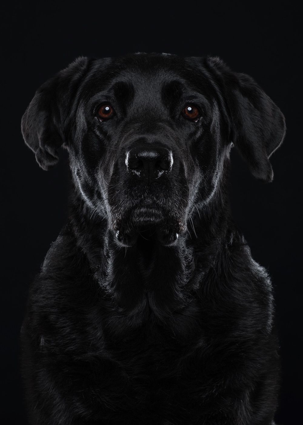A majestic black Labrador Retriever poses against a dark background, its warm brown eyes gazing forward.