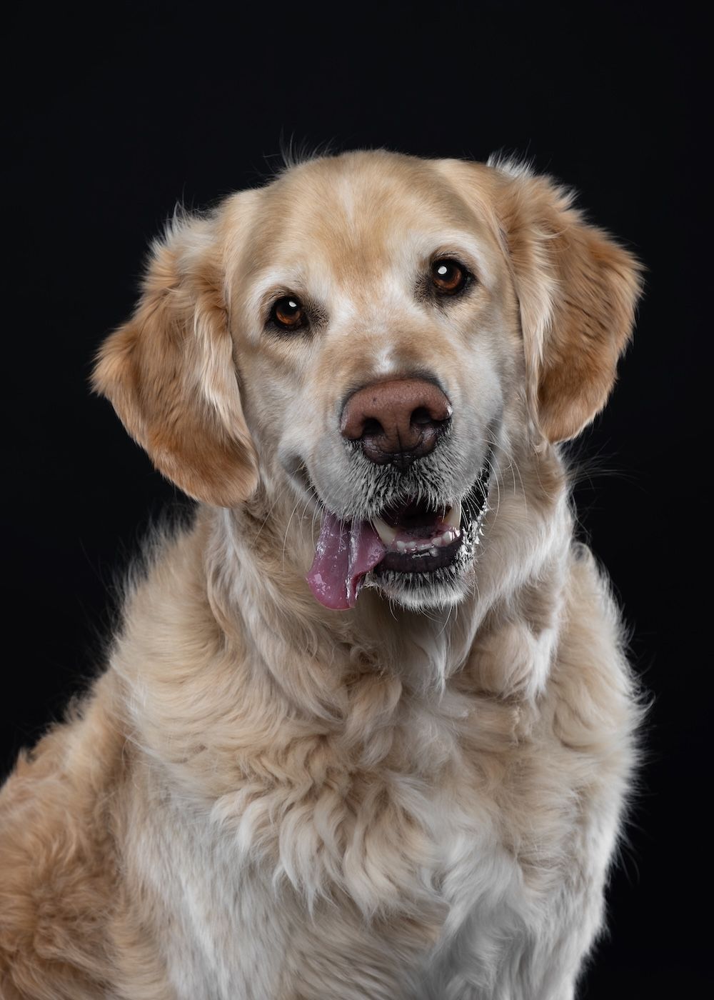 Golden Retriever dog with tongue out posing against black background in professional studio portrait photo.