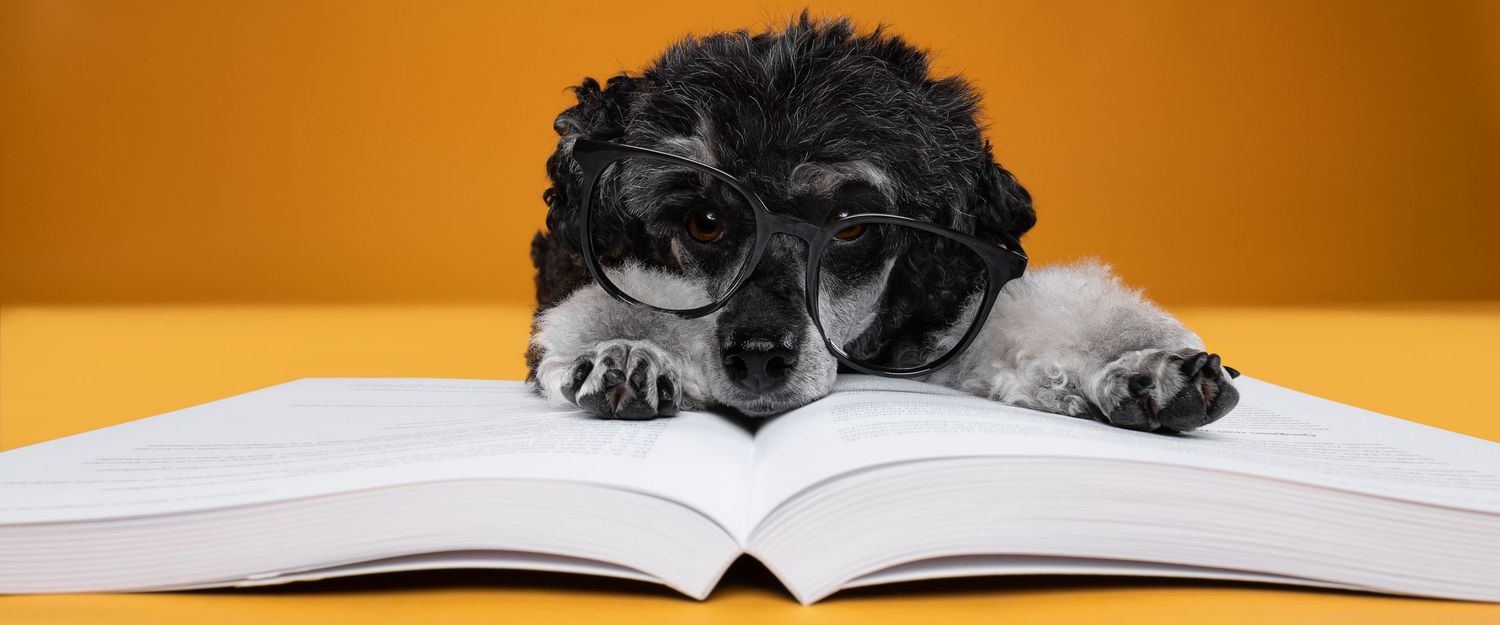 A cute black poodle wearing glasses rests its paws on an open book against a bright orange background.