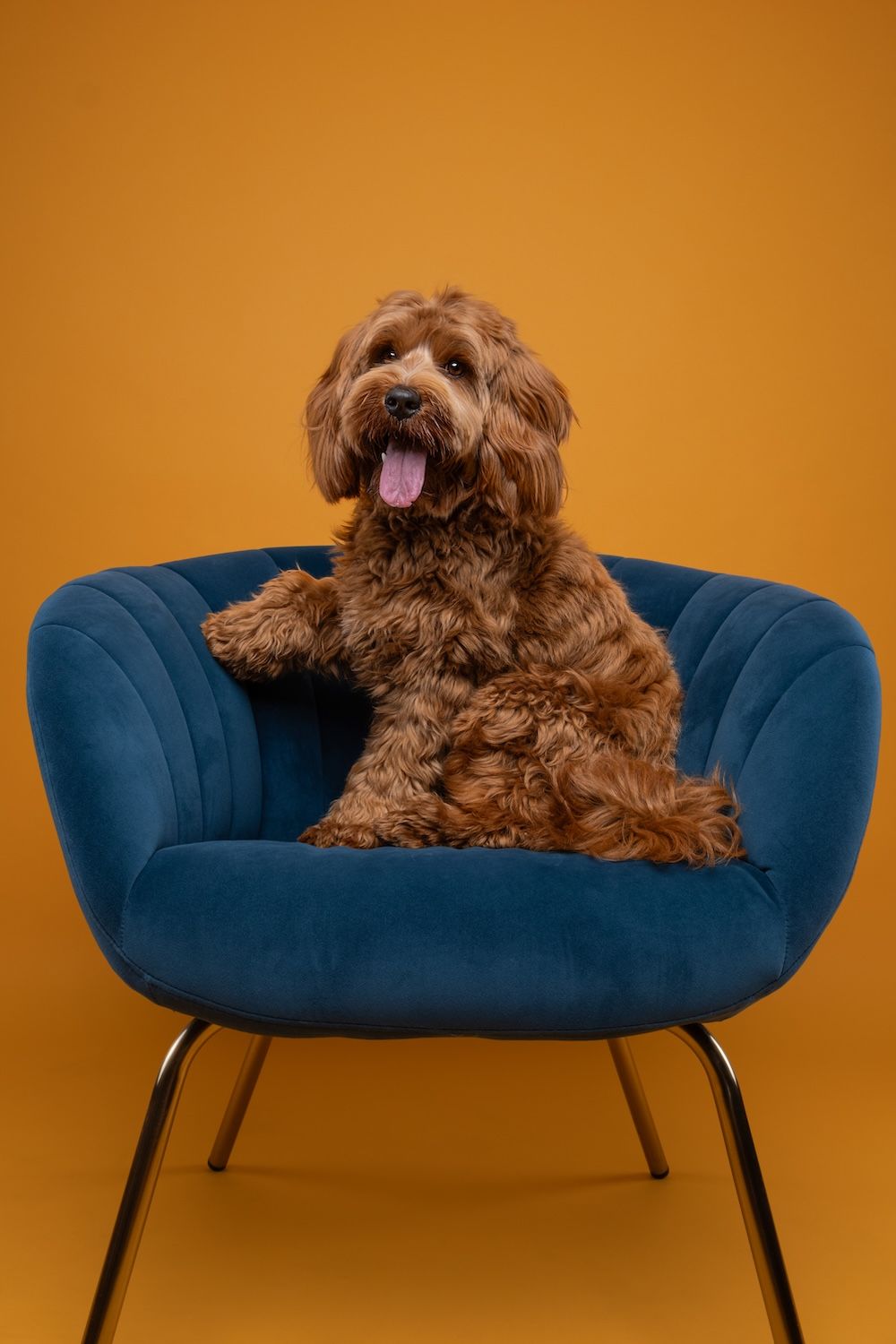 A fluffy brown Cavapoo dog sits on a blue velvet chair with tongue out, against a warm golden-yellow background.