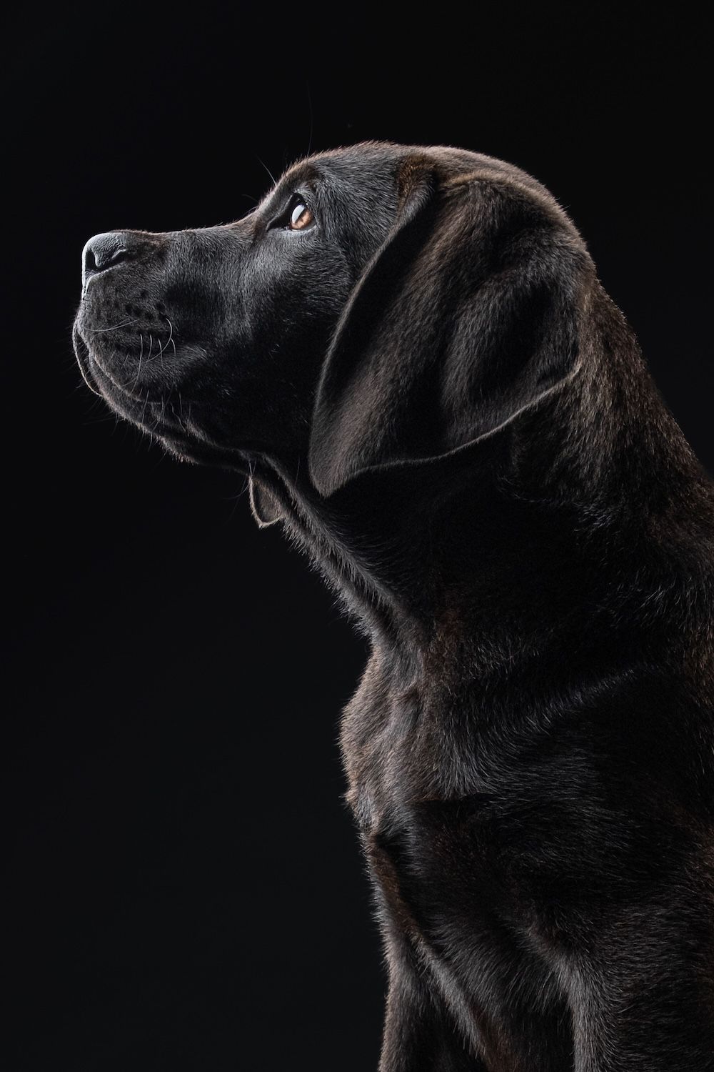 Profile portrait of a black Labrador retriever looking up against dark background.