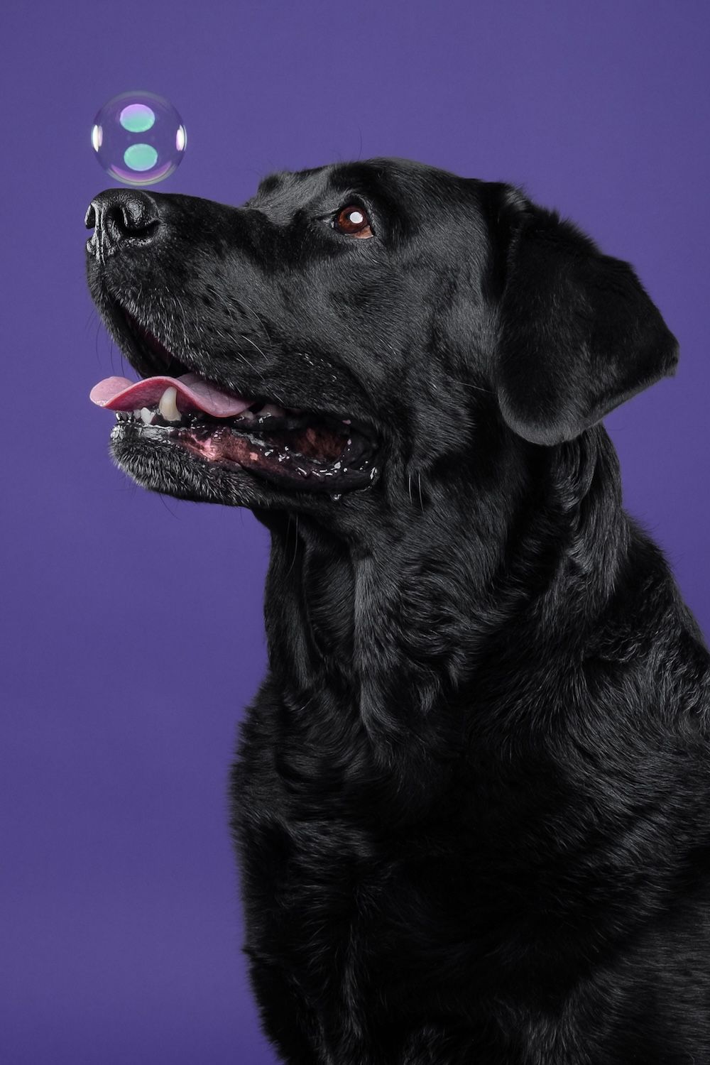 Black Labrador Retriever with open mouth and tongue out looking up at soap bubbles against purple background.