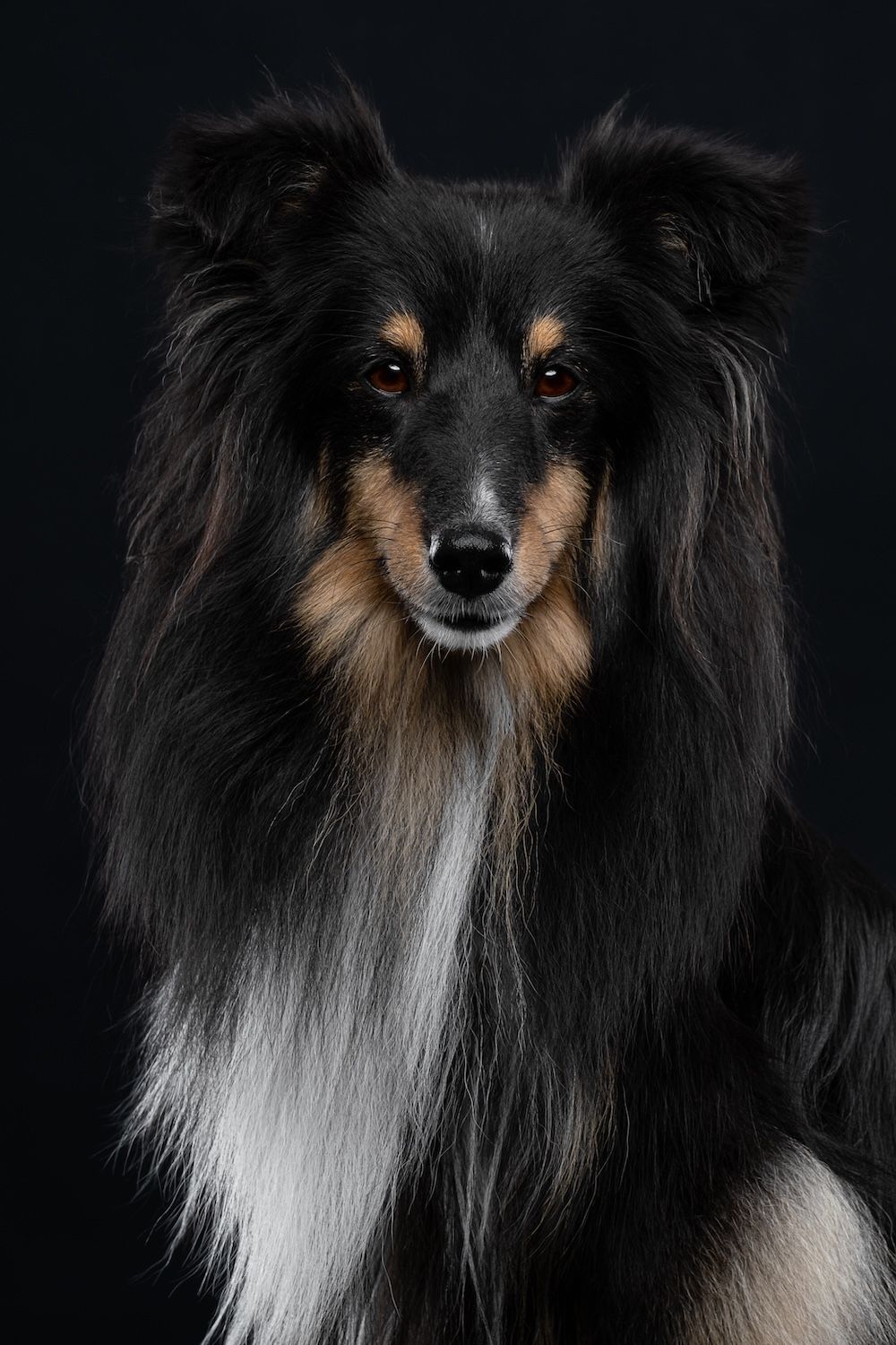 A majestic tri-color Shetland Sheepdog with flowing black and tan fur poses against a dark studio background.