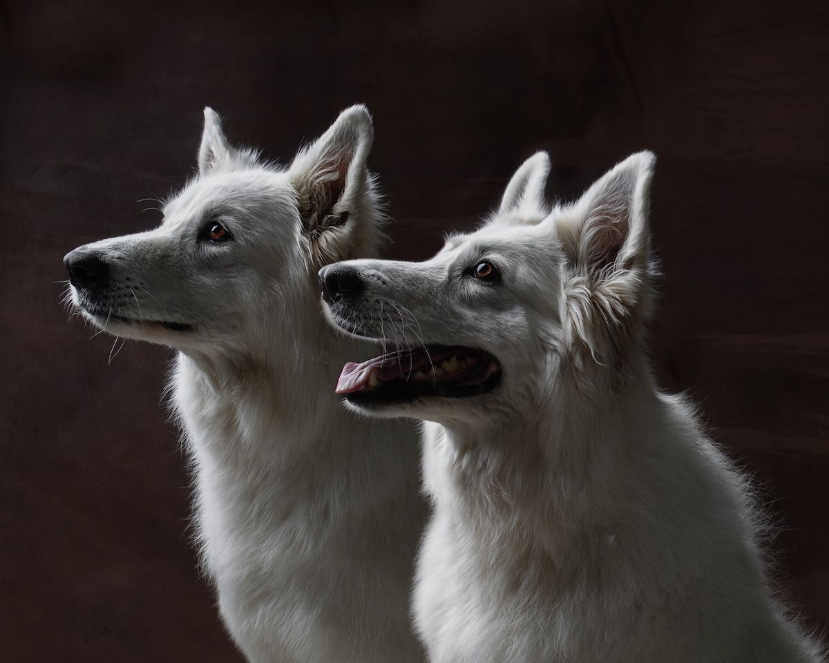 Two white German Shepherd dogs photographed in profile against a dark background, one with mouth open.