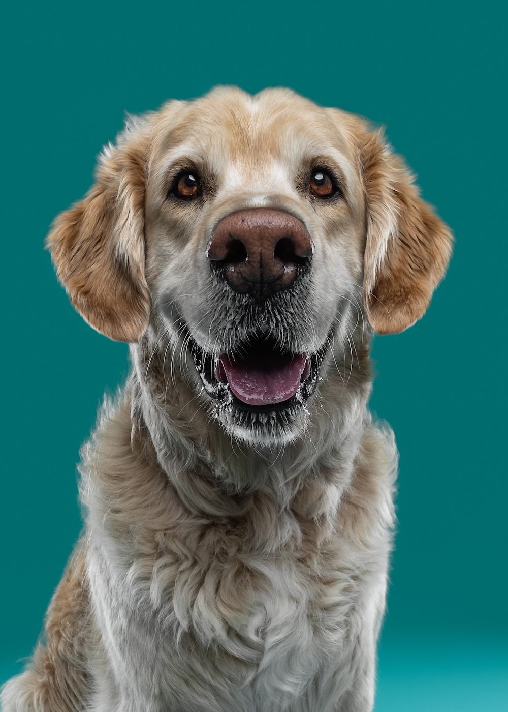 A happy golden retriever smiles with mouth open against a teal studio background.