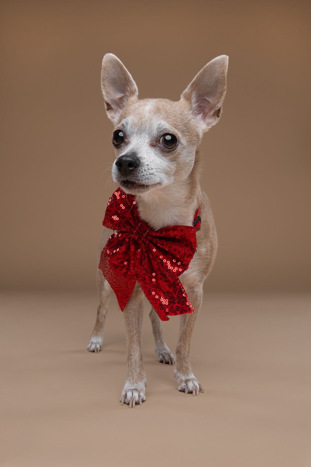Cute Chihuahua dog wearing a red sequin bow tie, standing against a beige studio background.