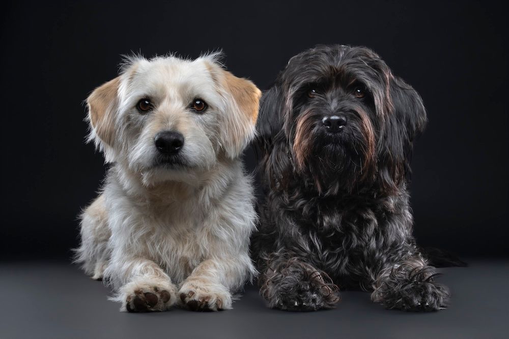 Two fluffy dogs, one white and one black, pose together against a dark studio background.
