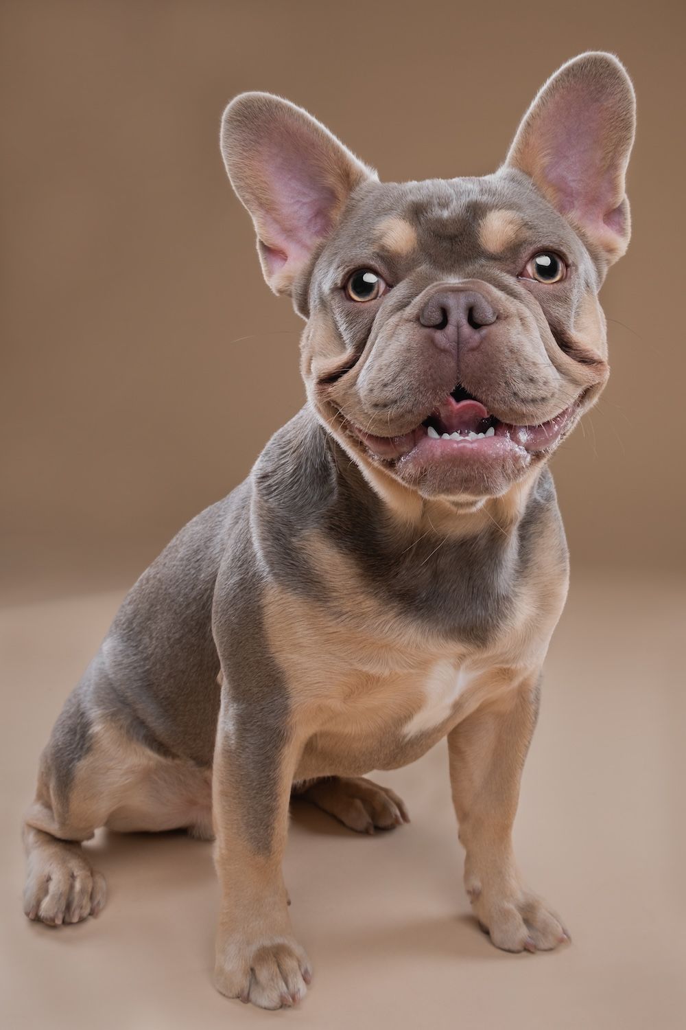 A cute French Bulldog puppy with big ears sits against a beige background, smiling with mouth open.