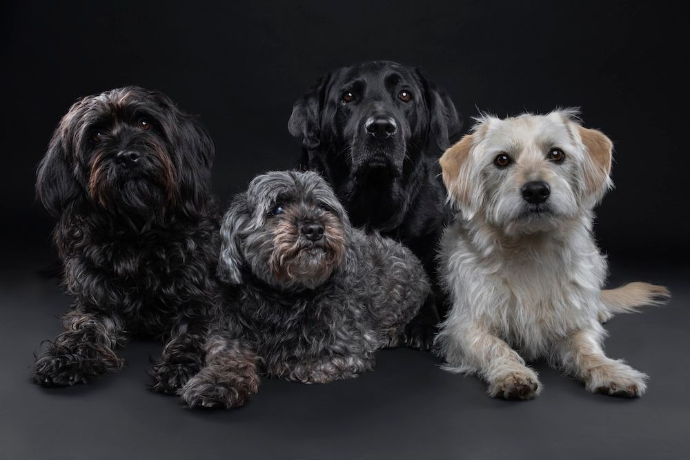 Four adorable dogs pose together against a dark background, including black, gray, and white mixed-breed small dogs.