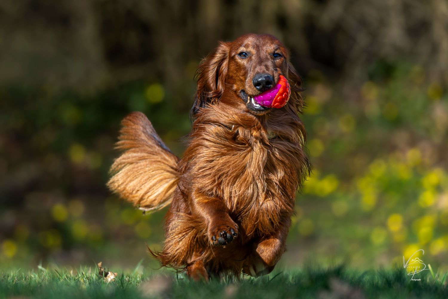 A brown Yorkshire Terrier dog runs playfully through grass with its fur flowing in the wind.