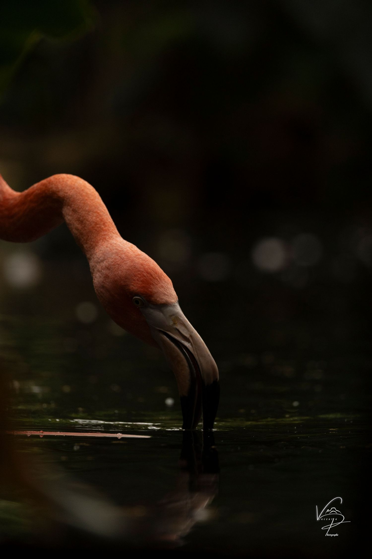 Pink flamingo heads dipping into dark water creating a minimalist nature scene.