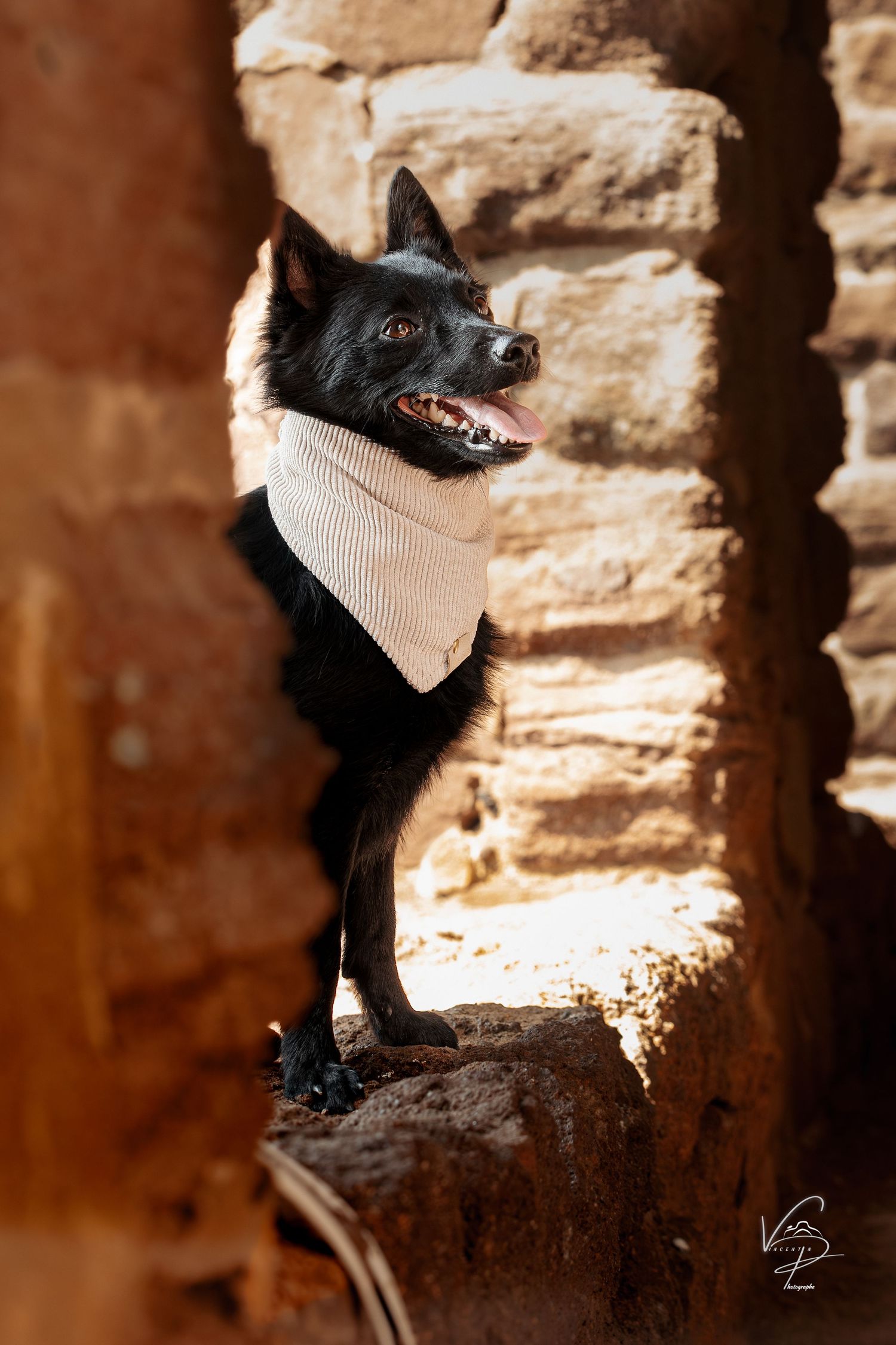 Black chihuahua with bandana poses against rustic stone wall.