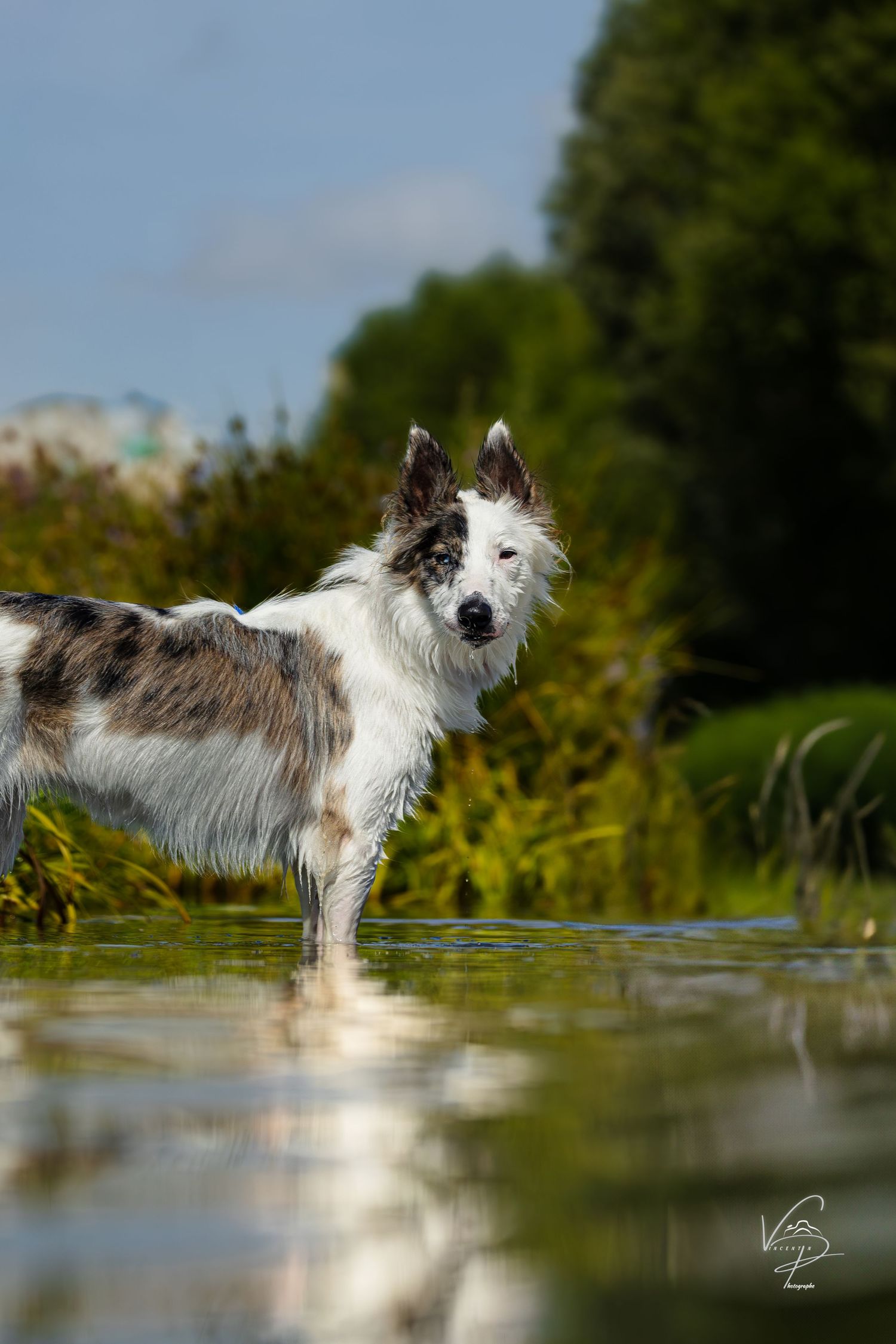 Border collie splashing and playing in water with reflections on a sunny day.