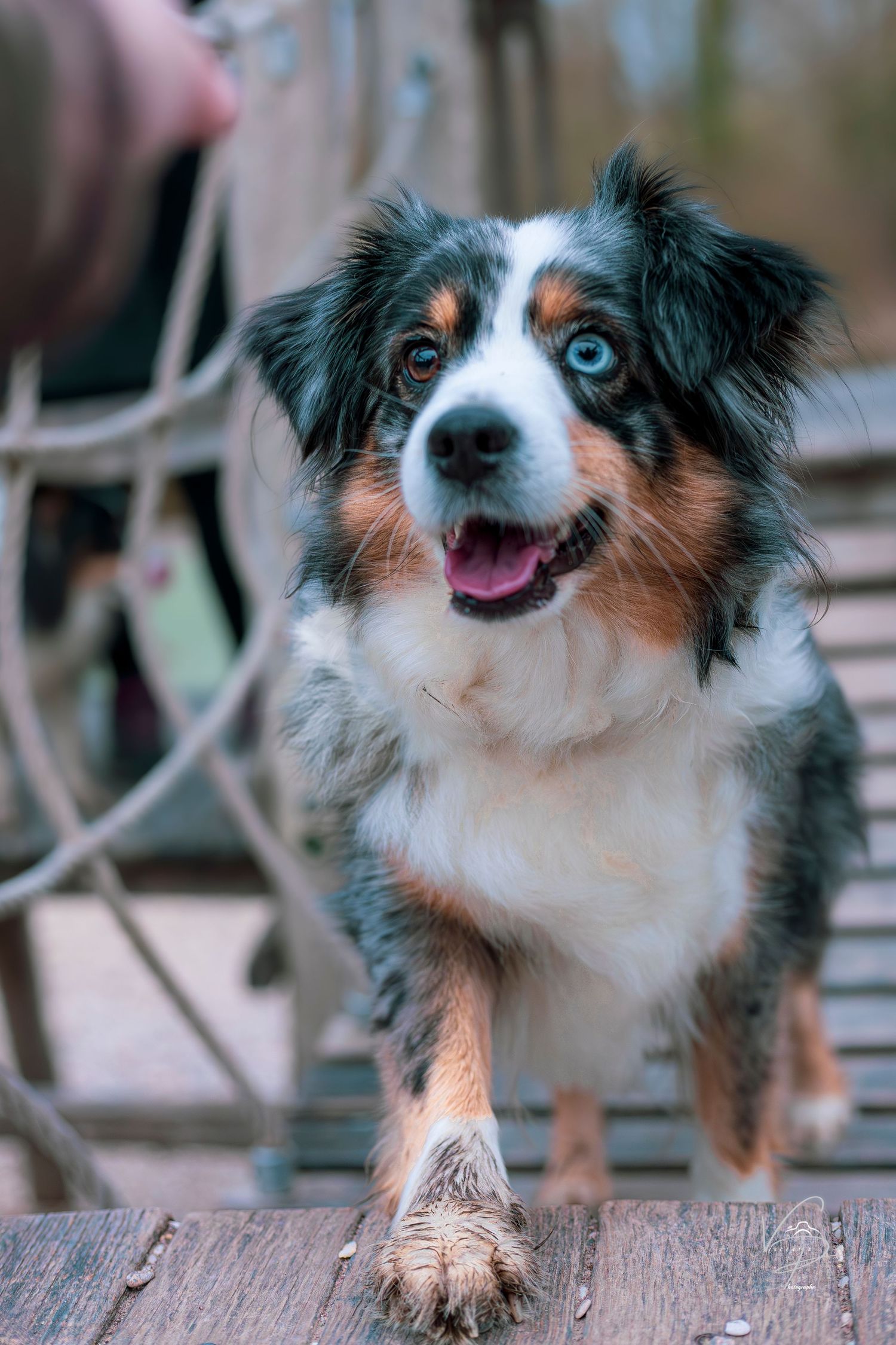 Australian Shepherd with striking blue and brown eyes poses on wooden surface.
