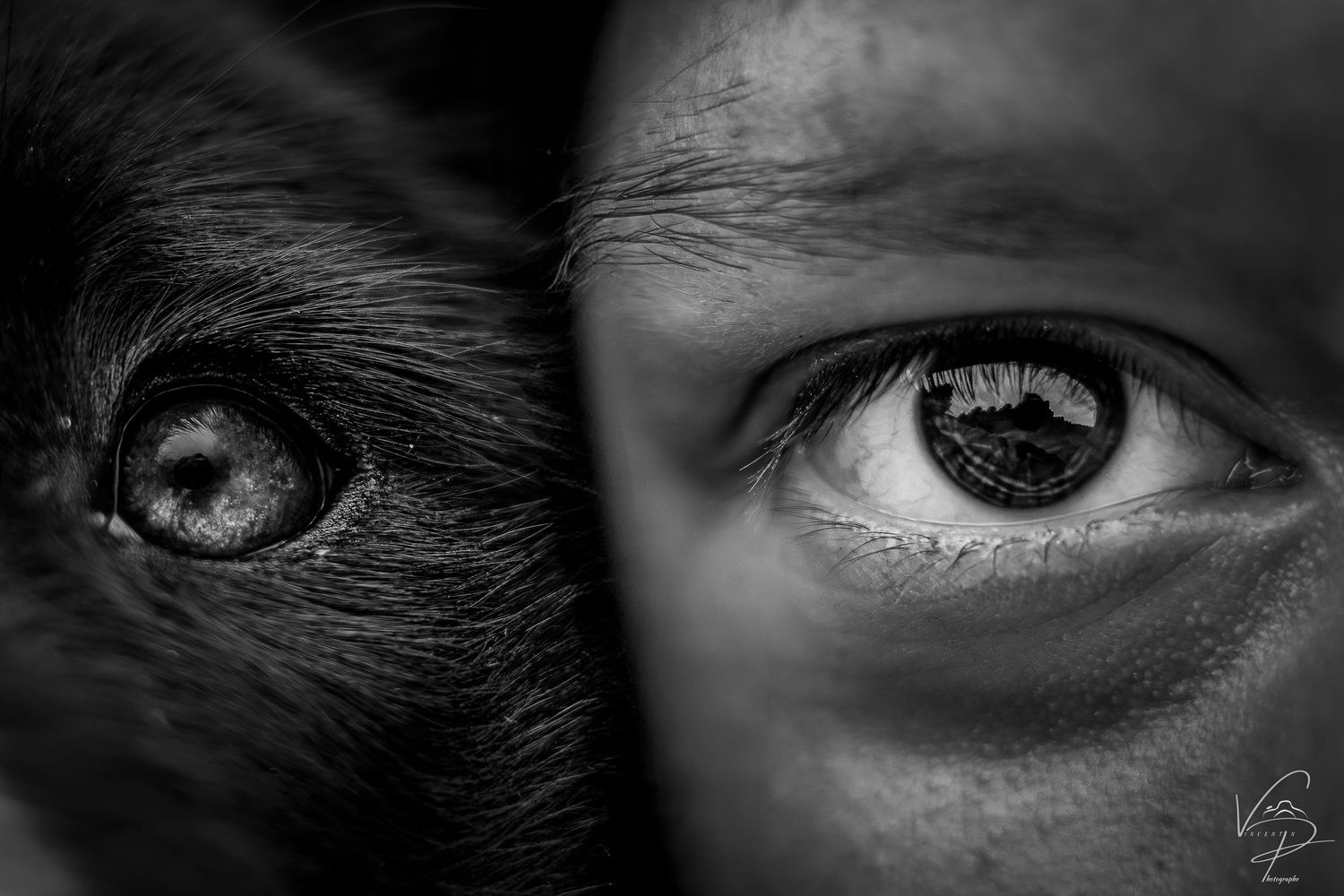Black and white panorama of eyes with dramatic shadows and detailed iris patterns.