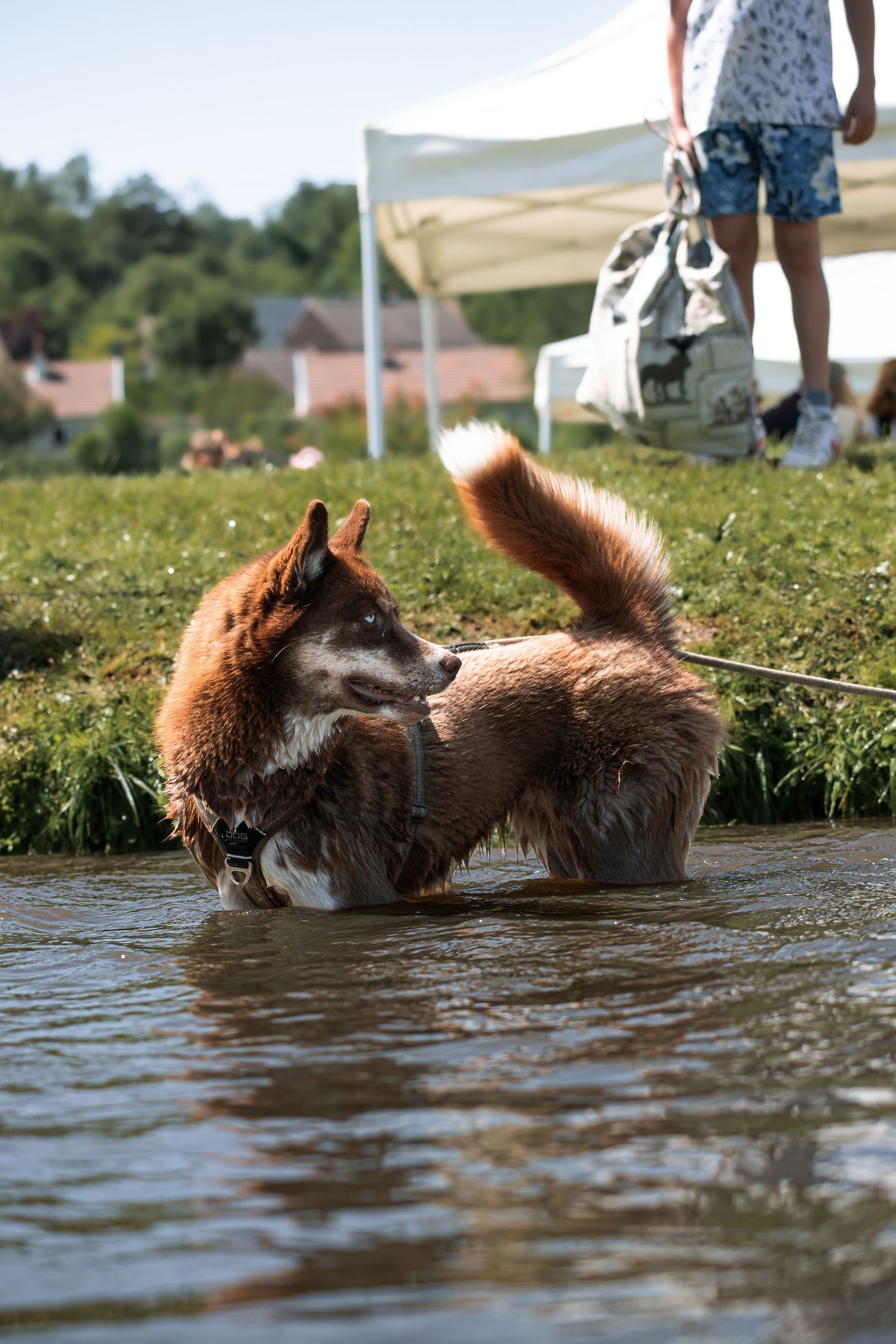 A wet Shiba Inu dog standing in shallow water on a leash, shaking off water outdoors on a sunny day.