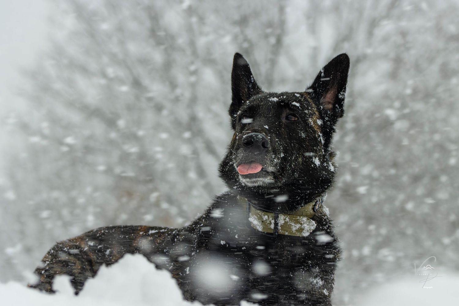 A black cat peers through falling snow creating a moody winter atmosphere.